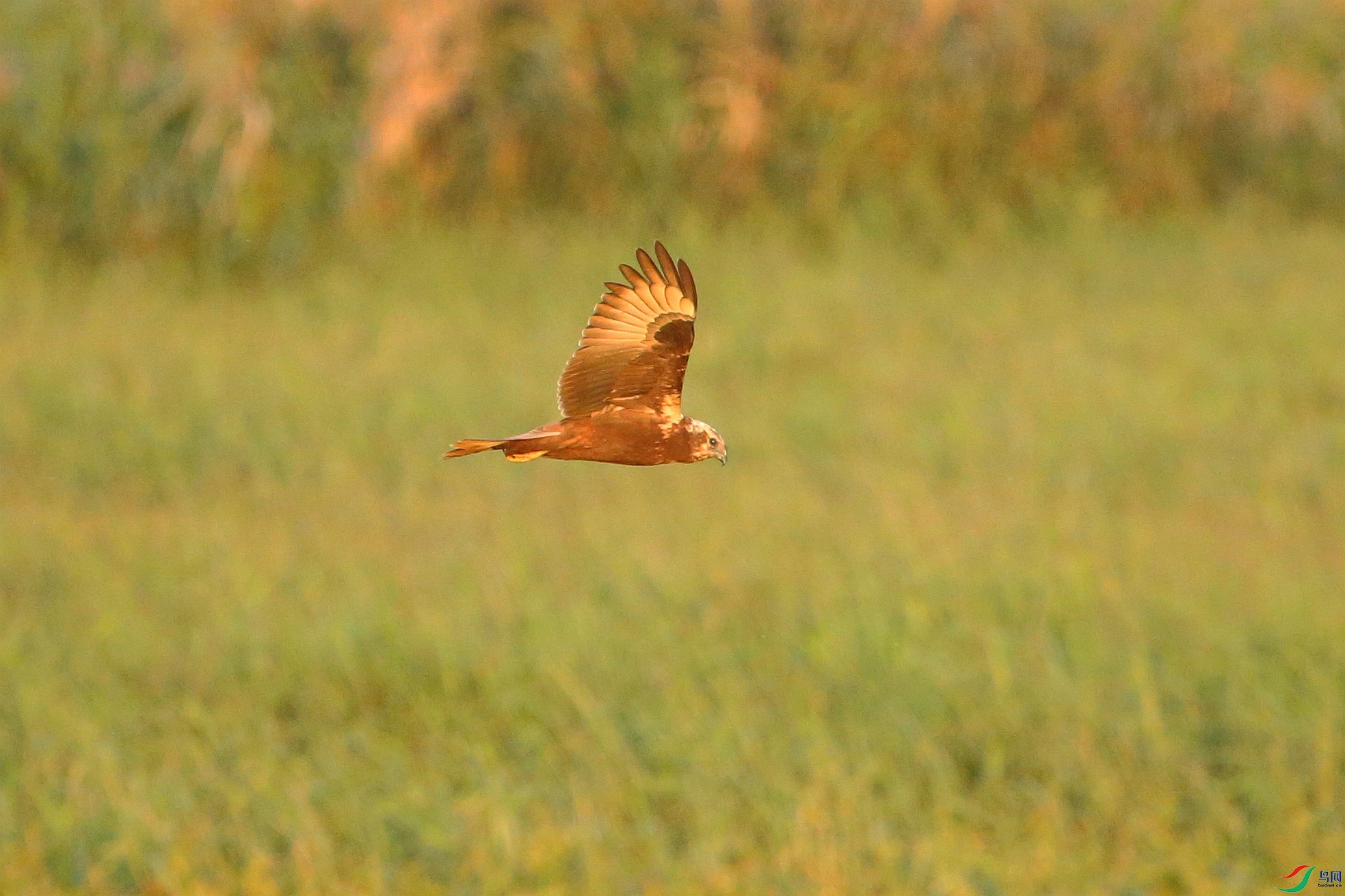 Picture 15972920.jpg