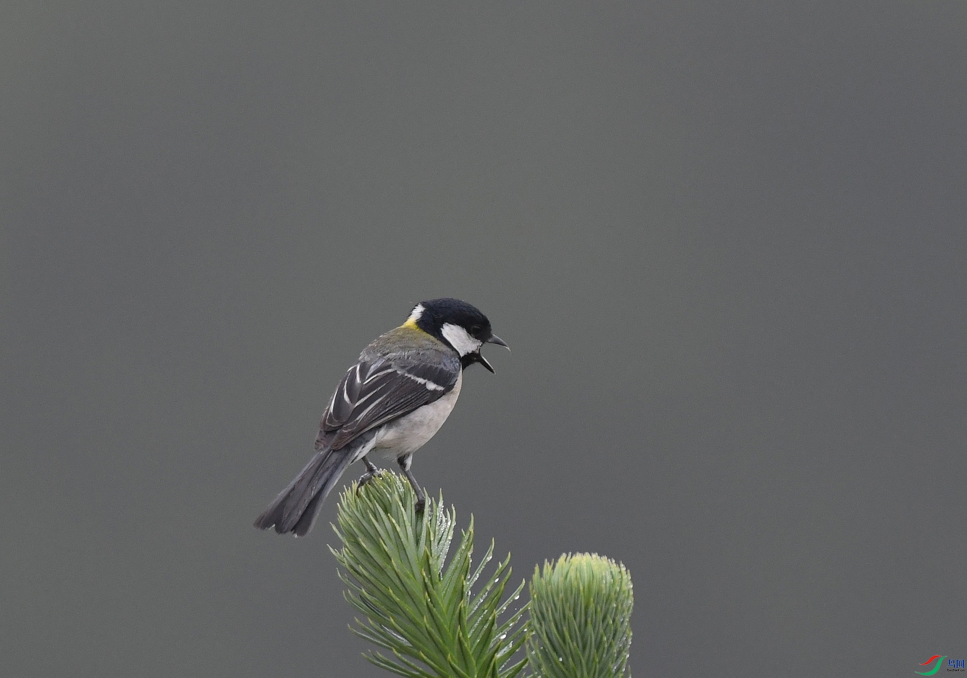 DSC_0443.jpg