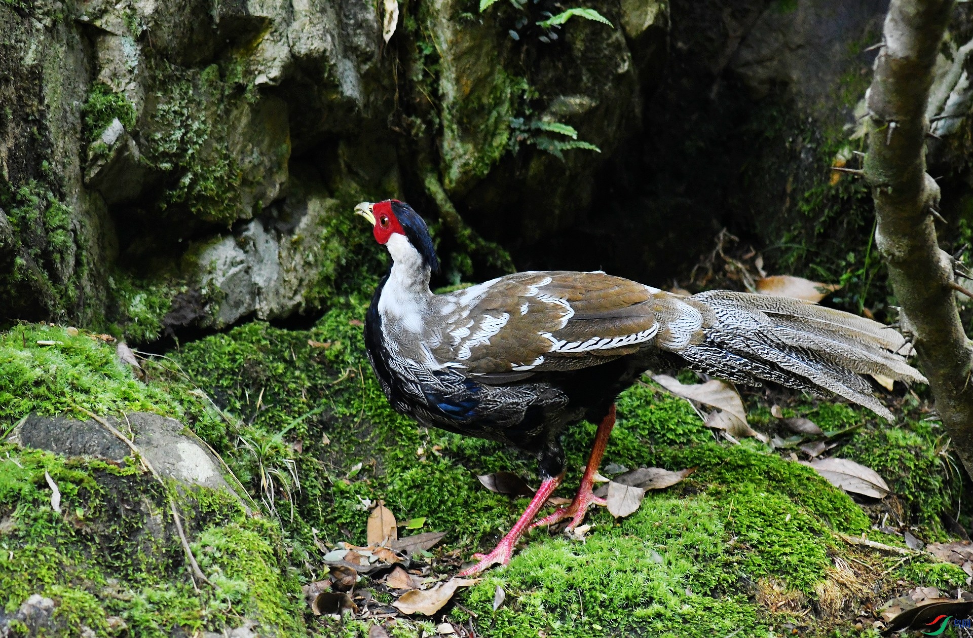 DSC_2959.jpg
