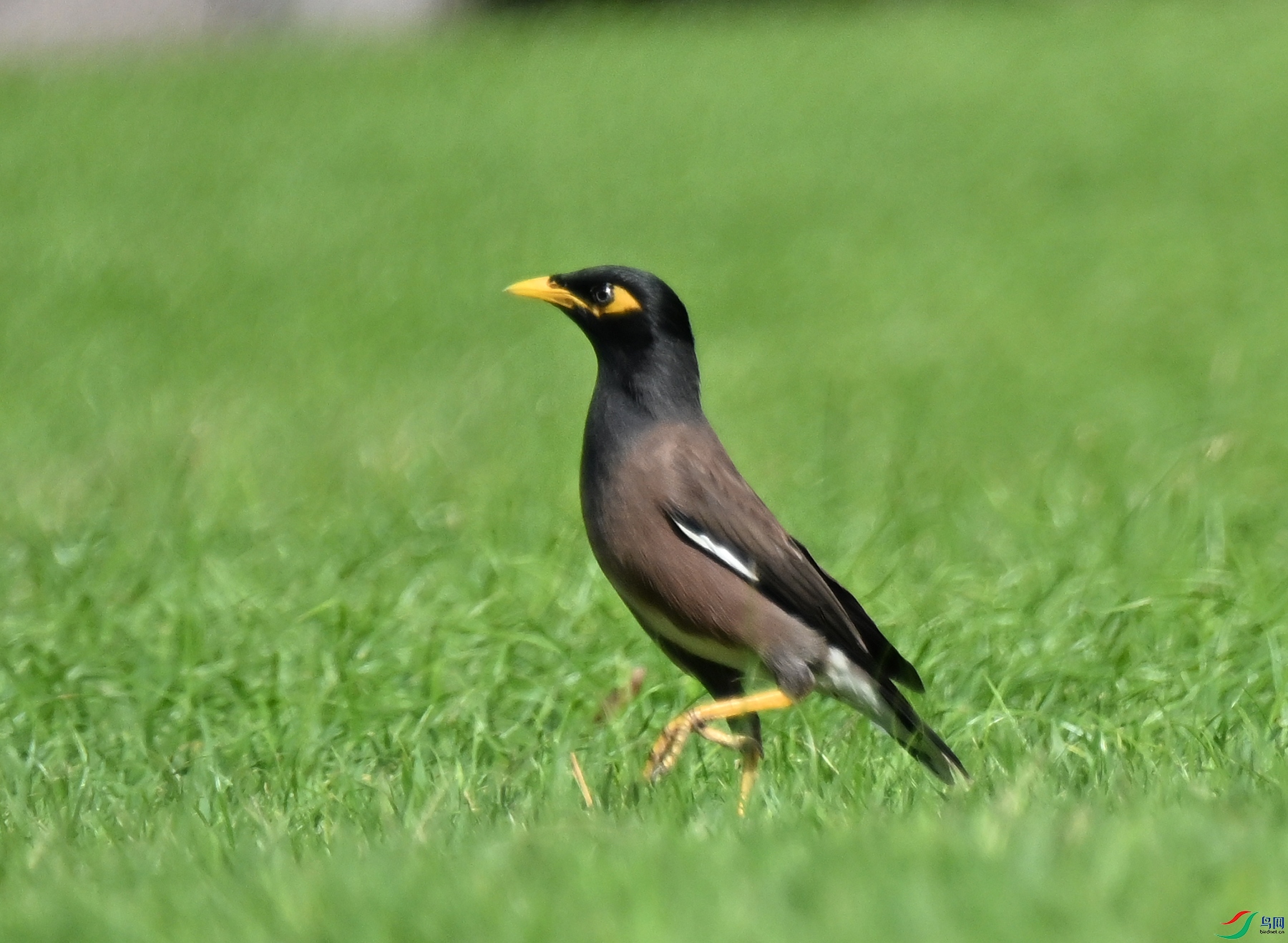 DSC_0463a.jpg