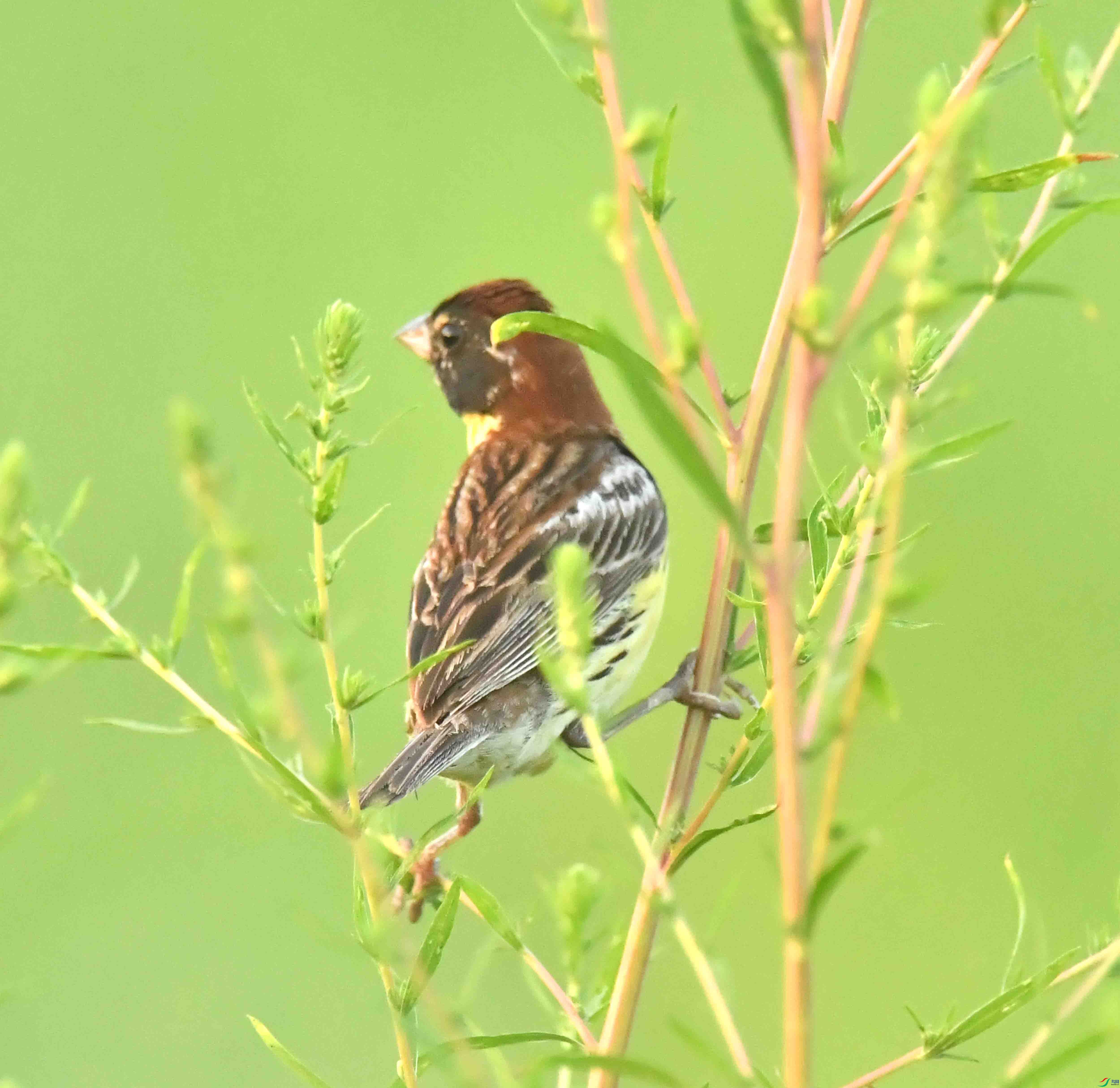 DSC_2715.JPG