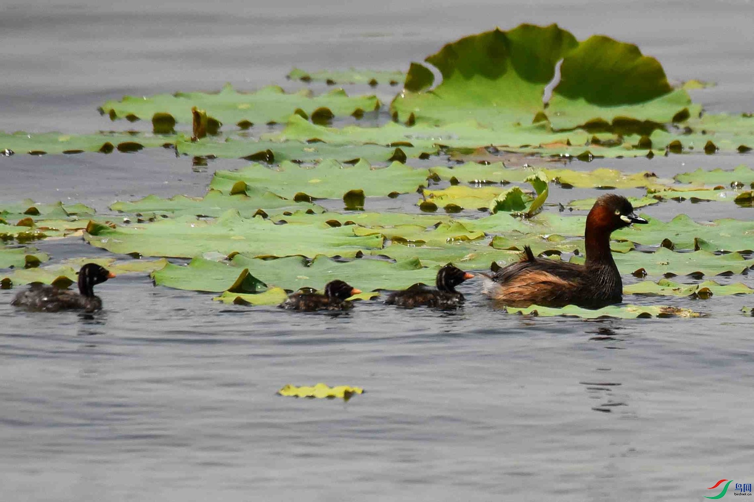 DSC_7048.JPG