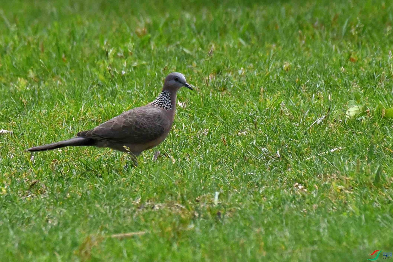 DSC_6890.JPG
