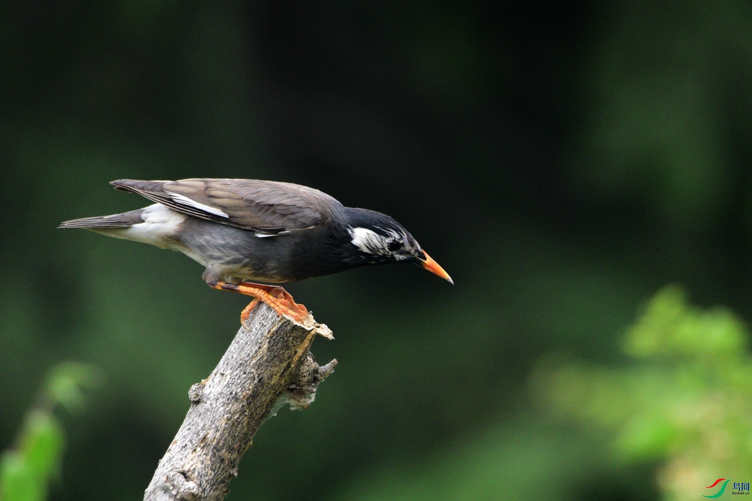 DSC_1071.JPG