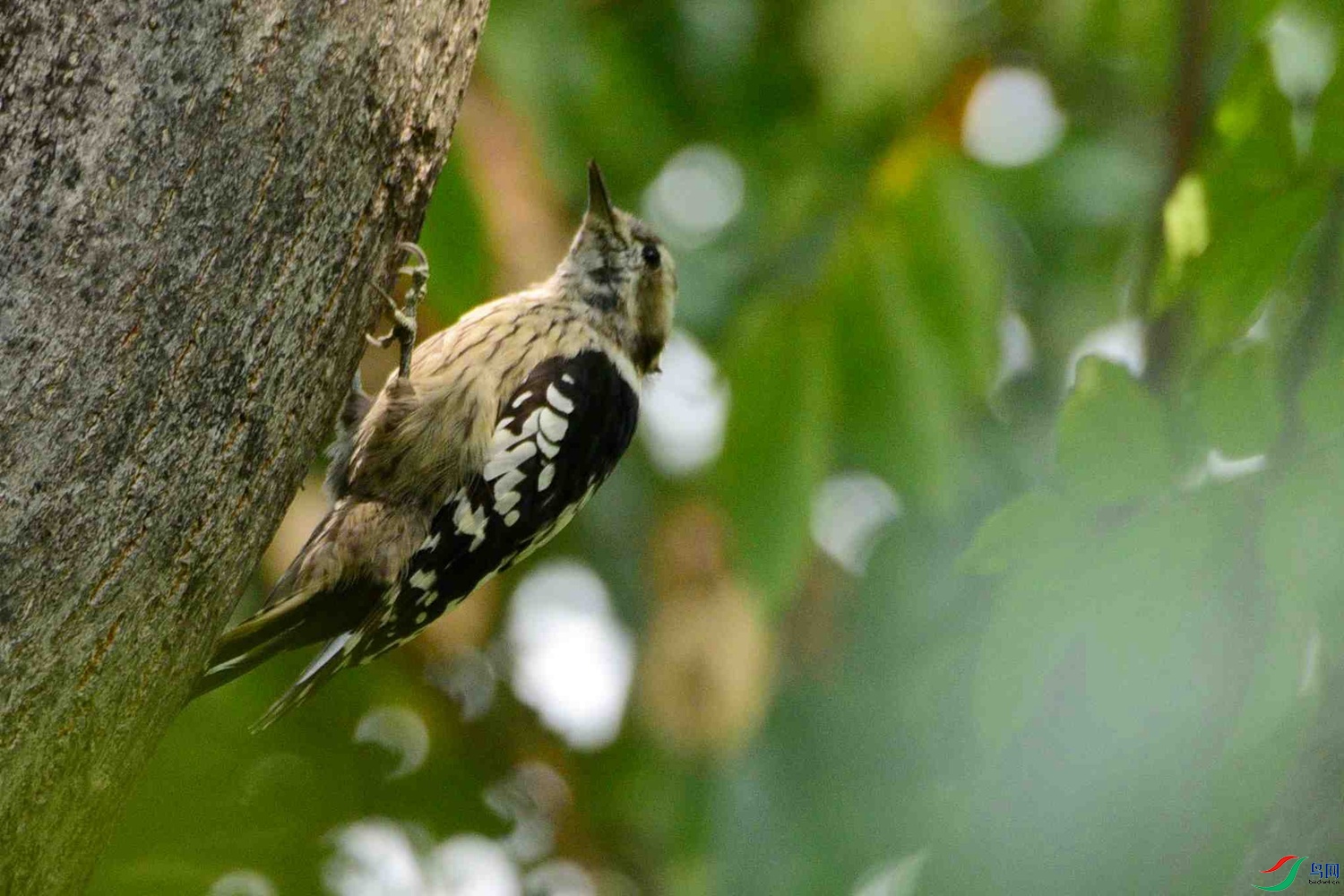 DSC_6257.JPG