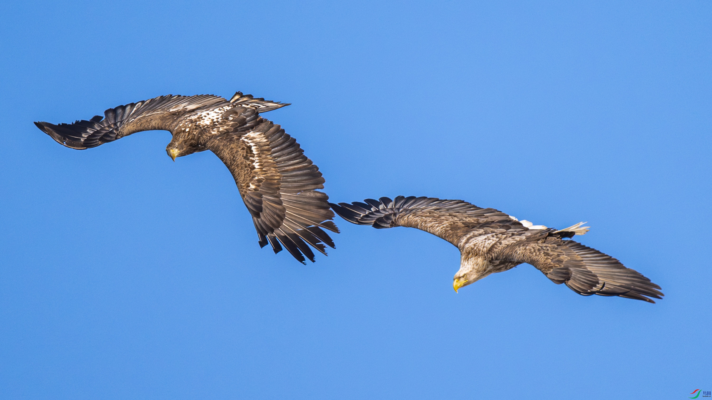 ��β����