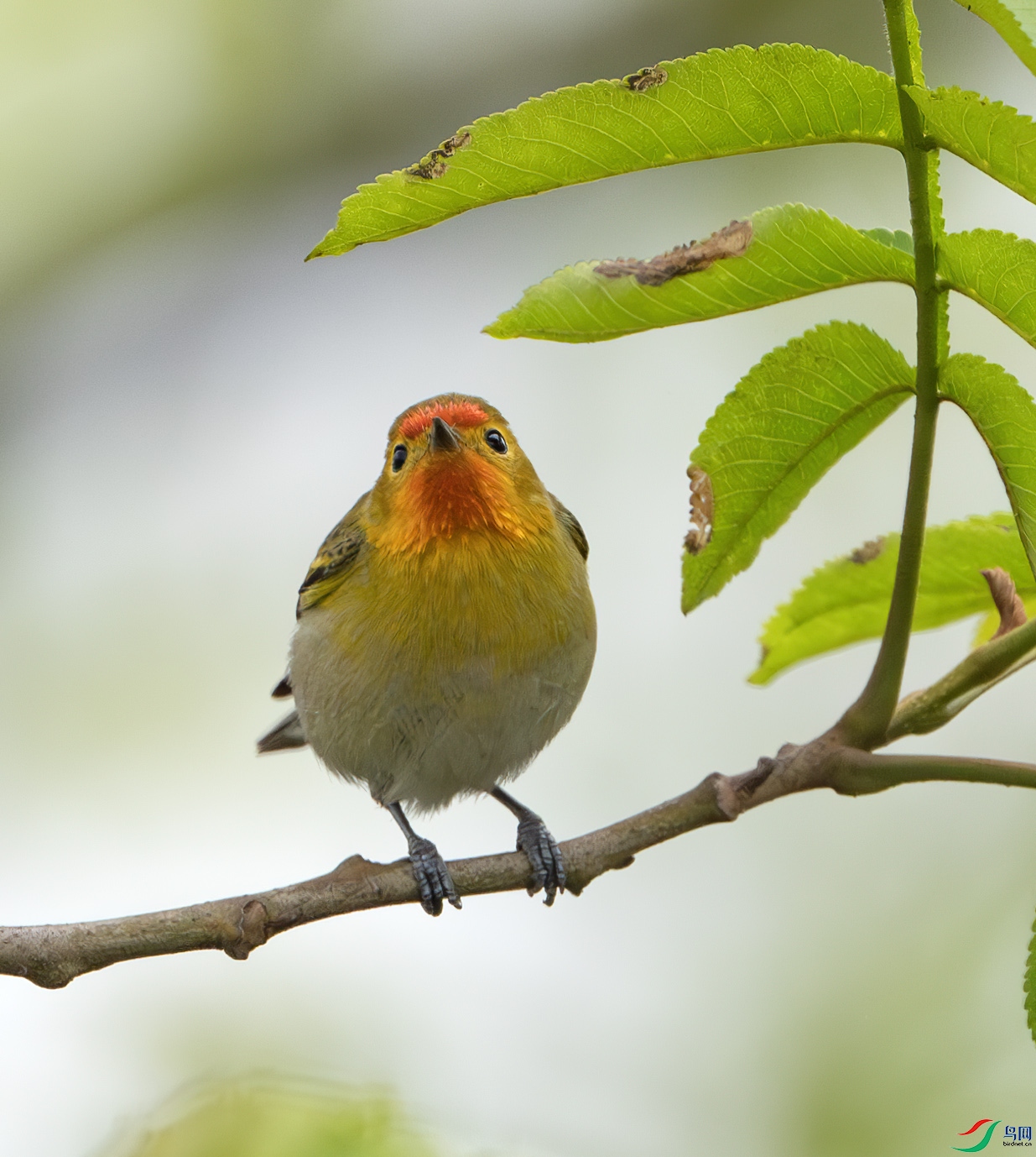 DSC_0883-����ǿ-NR ����.jpg