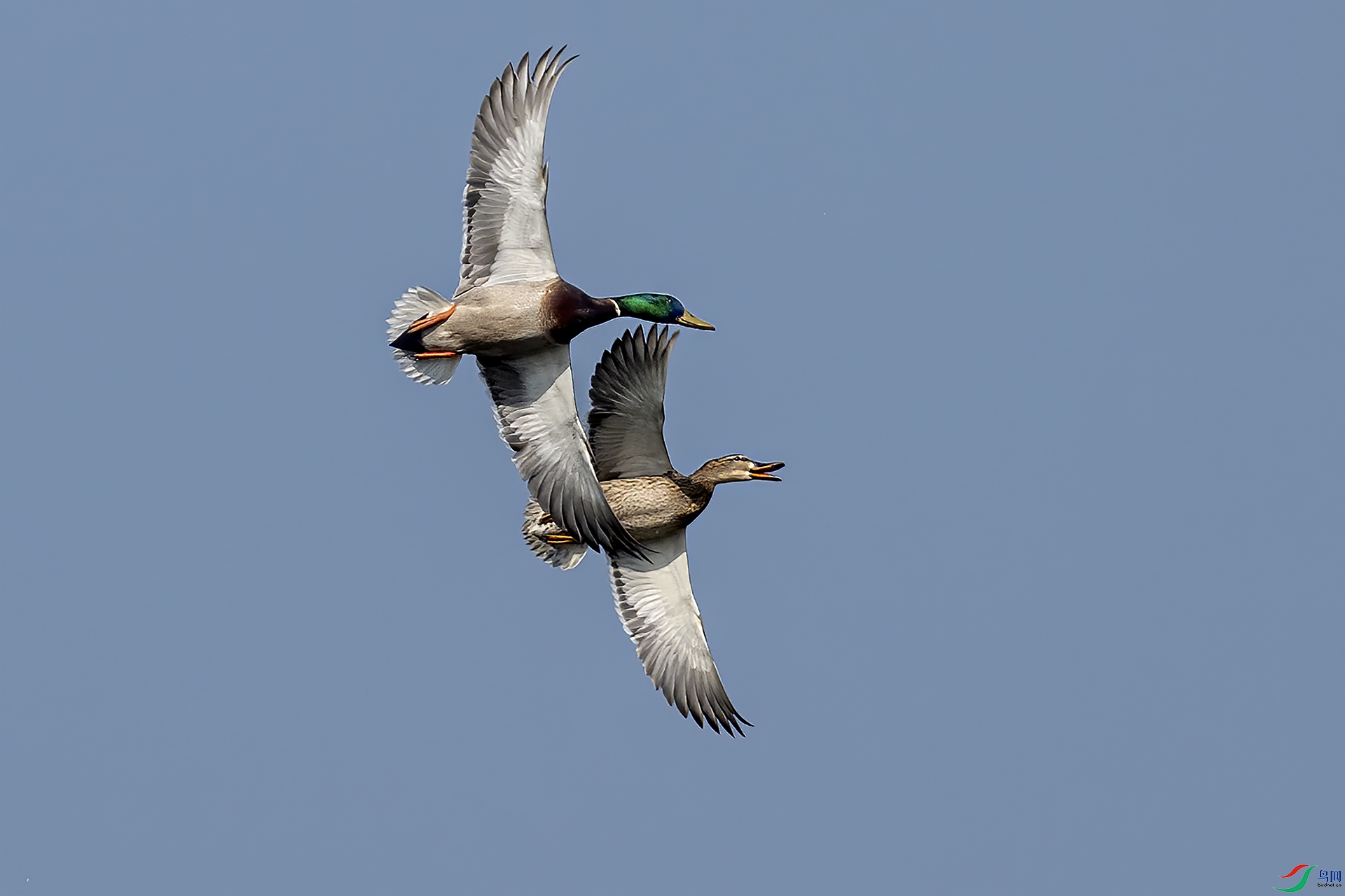 DSC_1161-.jpg