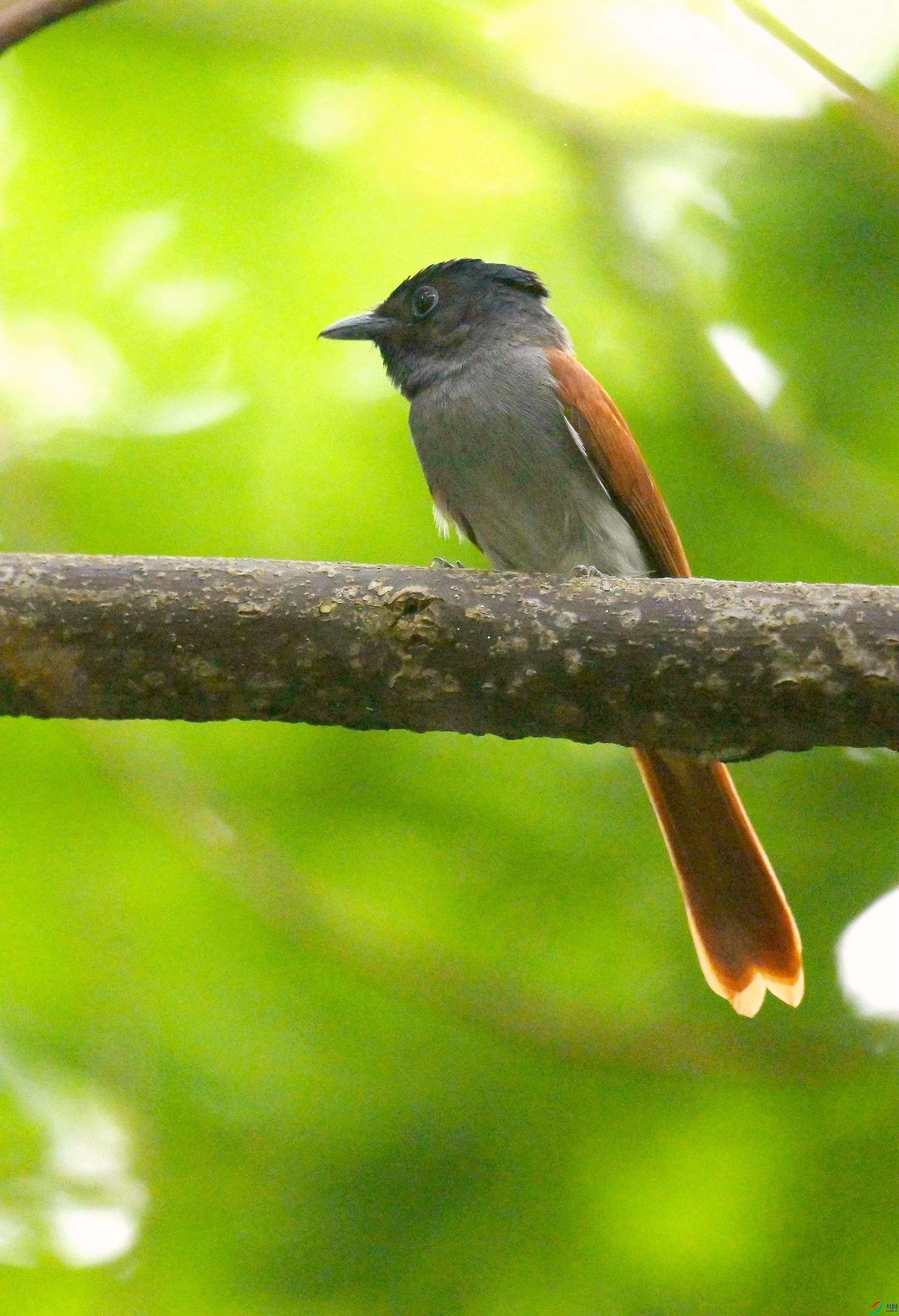 DSC_9604.jpg