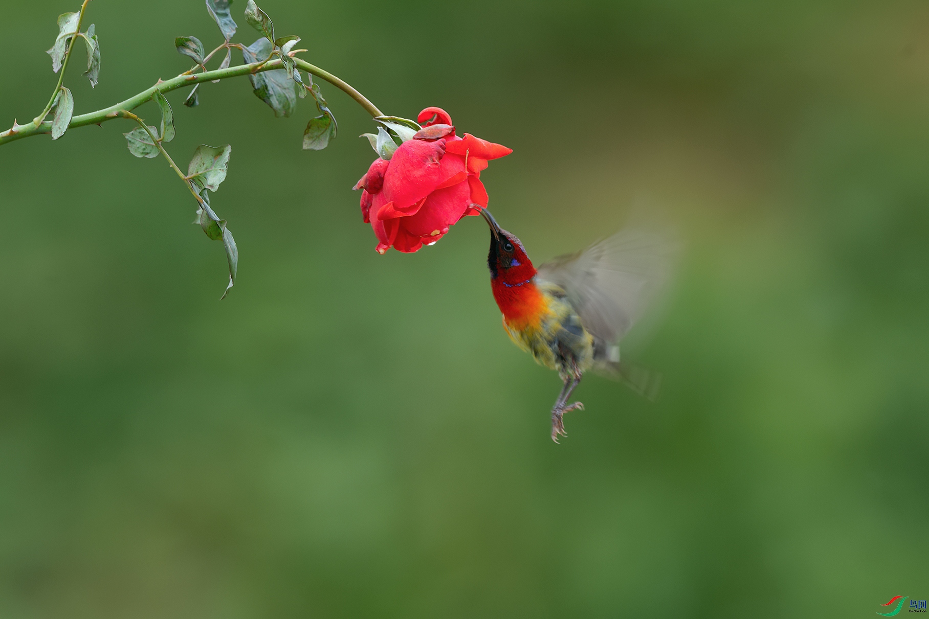 DSC_7184_DxOa.jpg