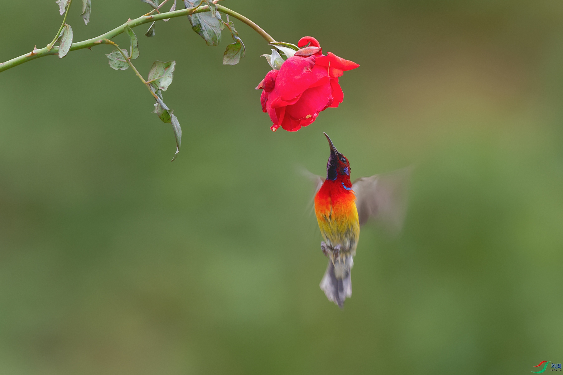 DSC_7242_DxOa.jpg