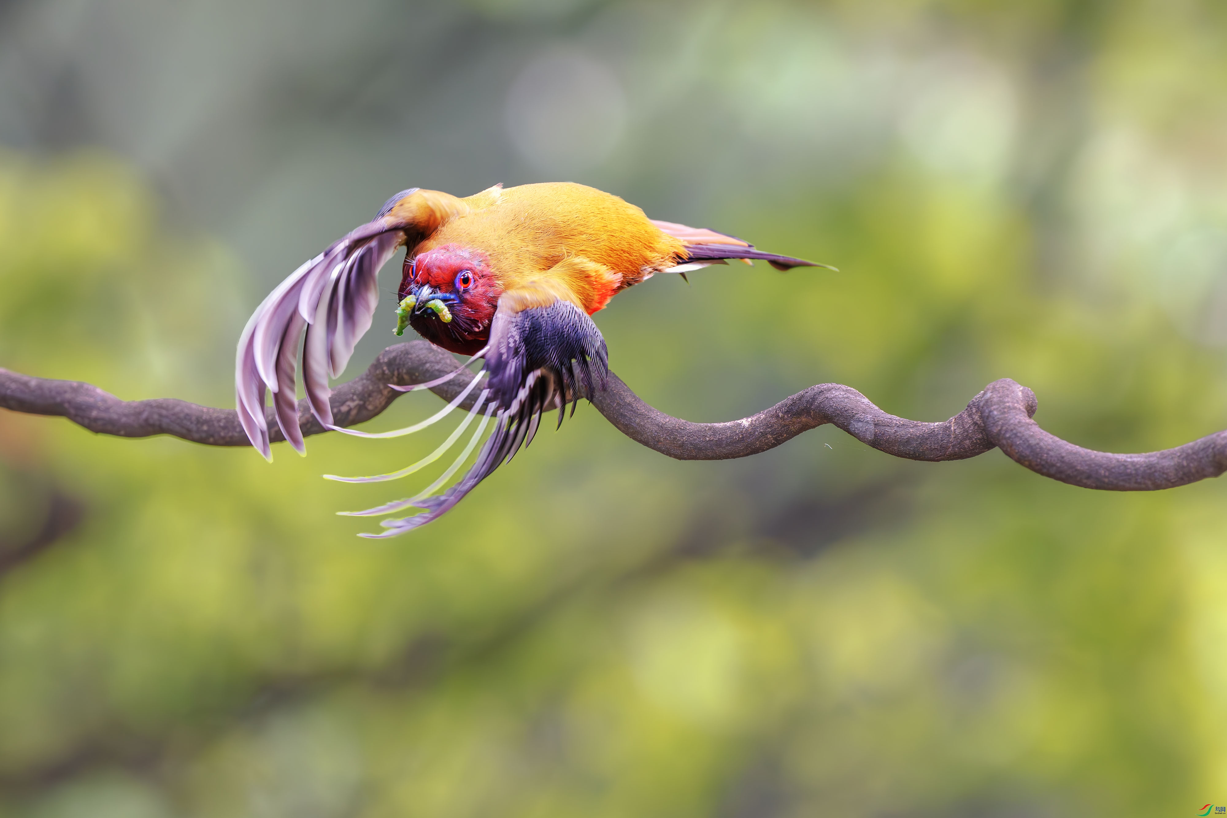 _DSC3974-����ǿ-NR ����1.jpg