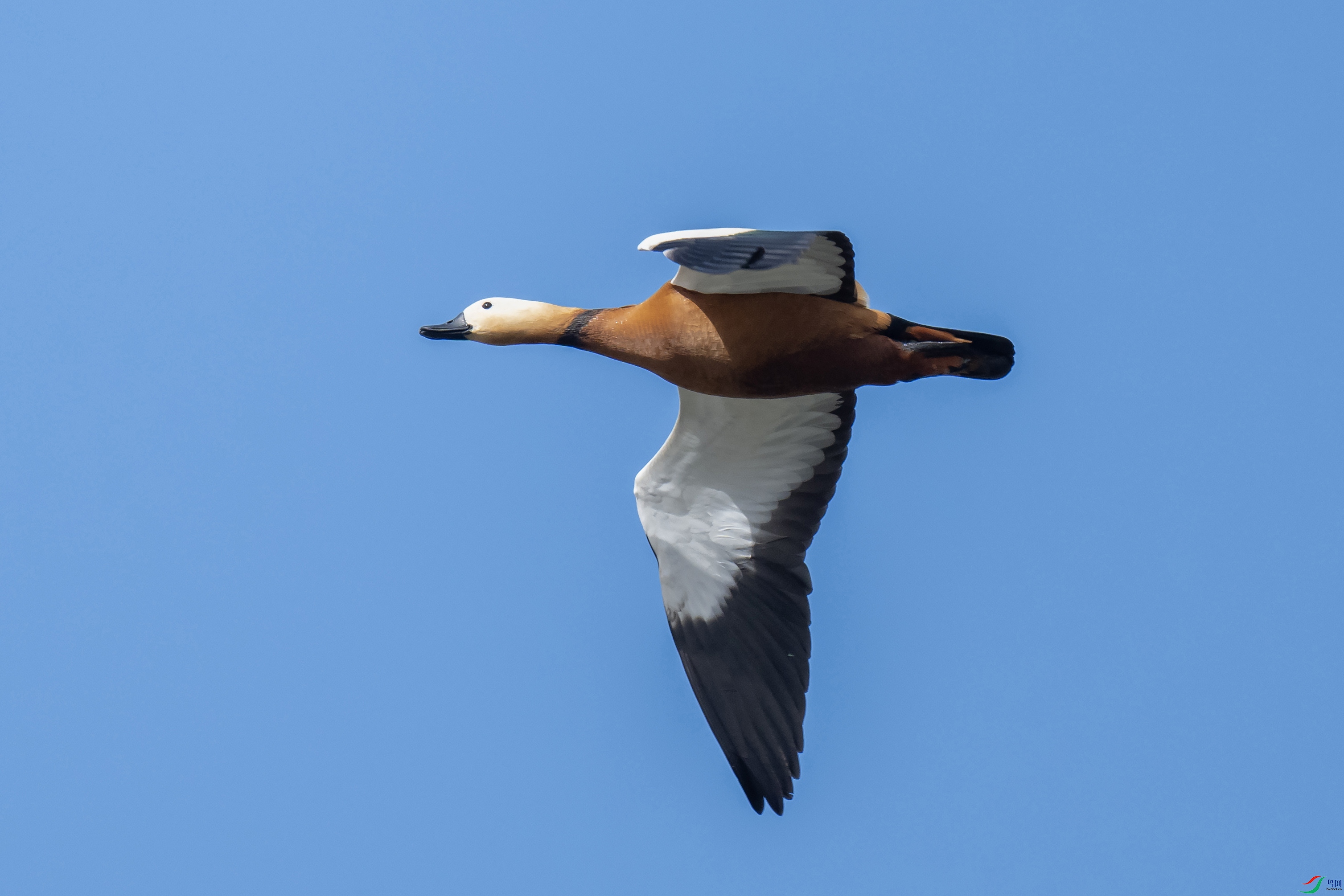 DSC_8792 ����.jpg