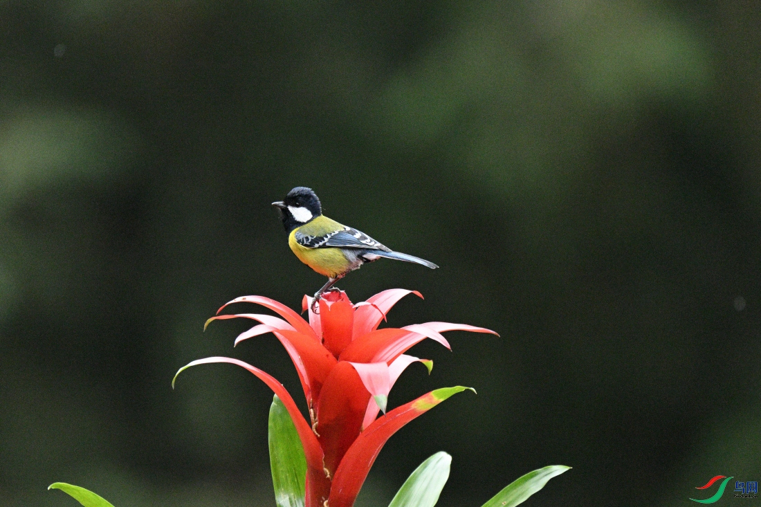 DSC_6058.JPG