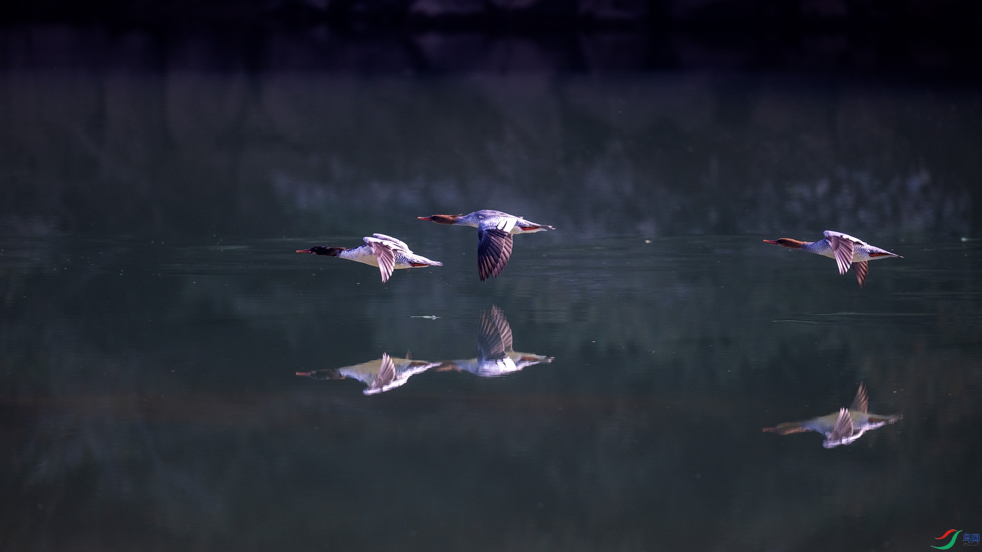 _DSC9684 ����.jpg