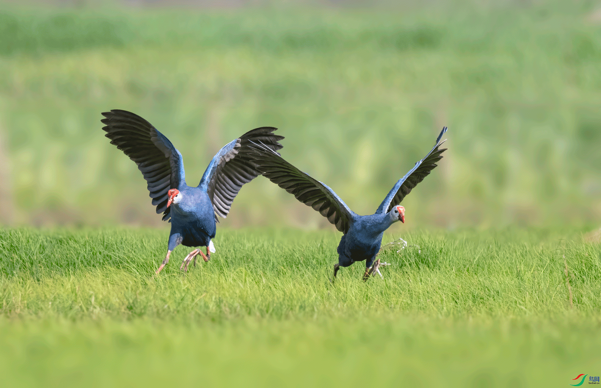 DSC_4076v.gif