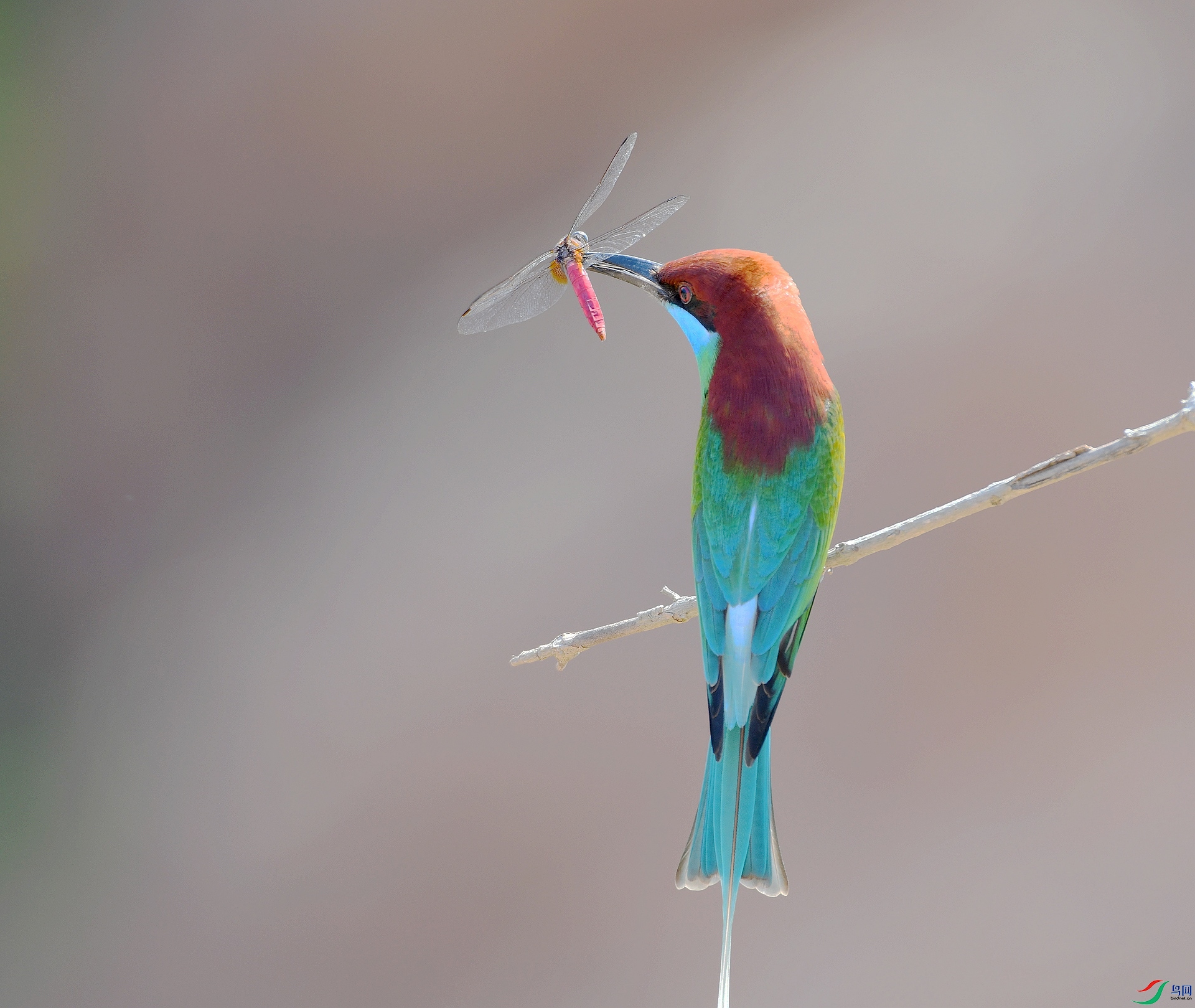 DSC_5938.jpg