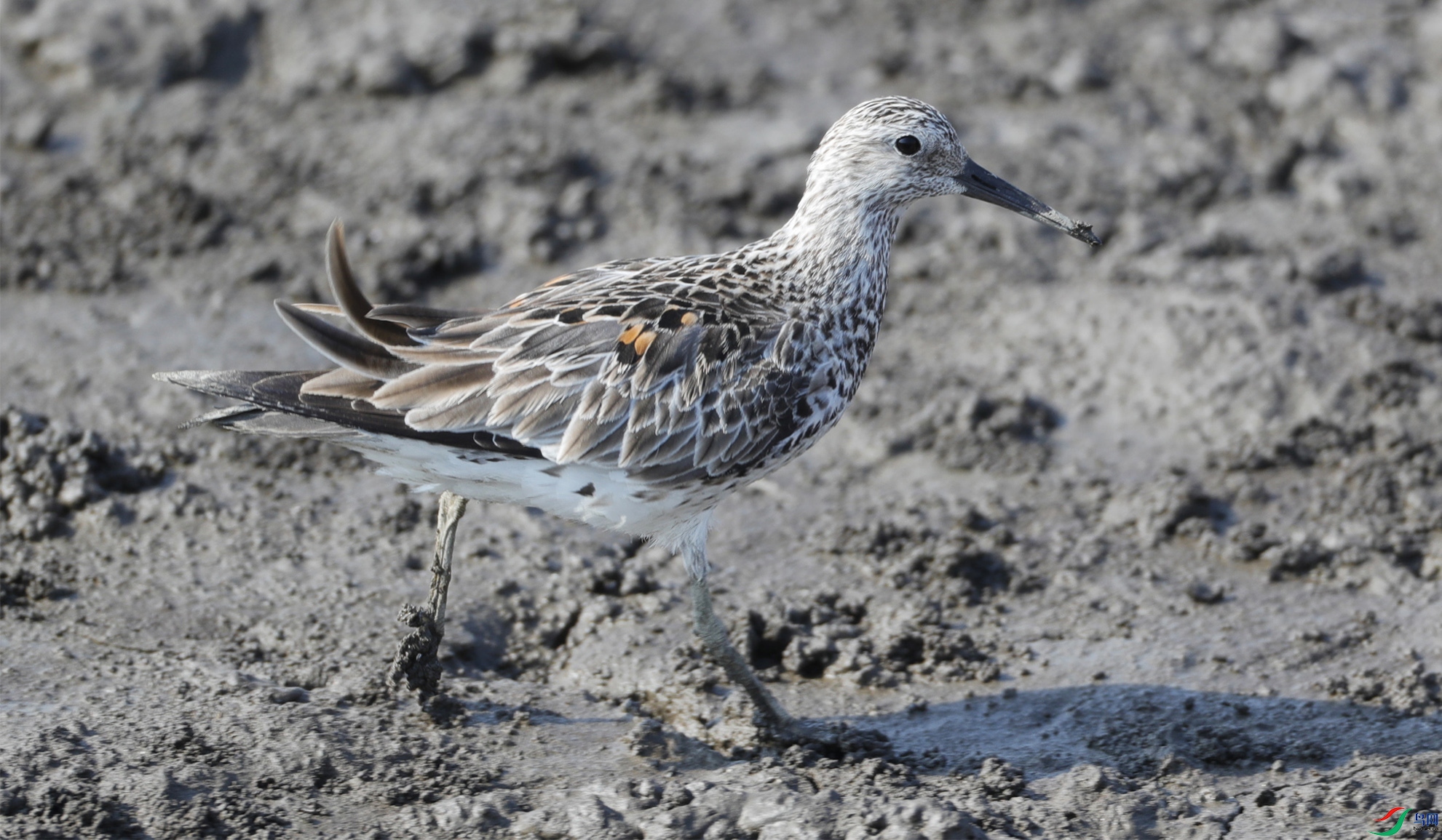 �����865 ����.jpg