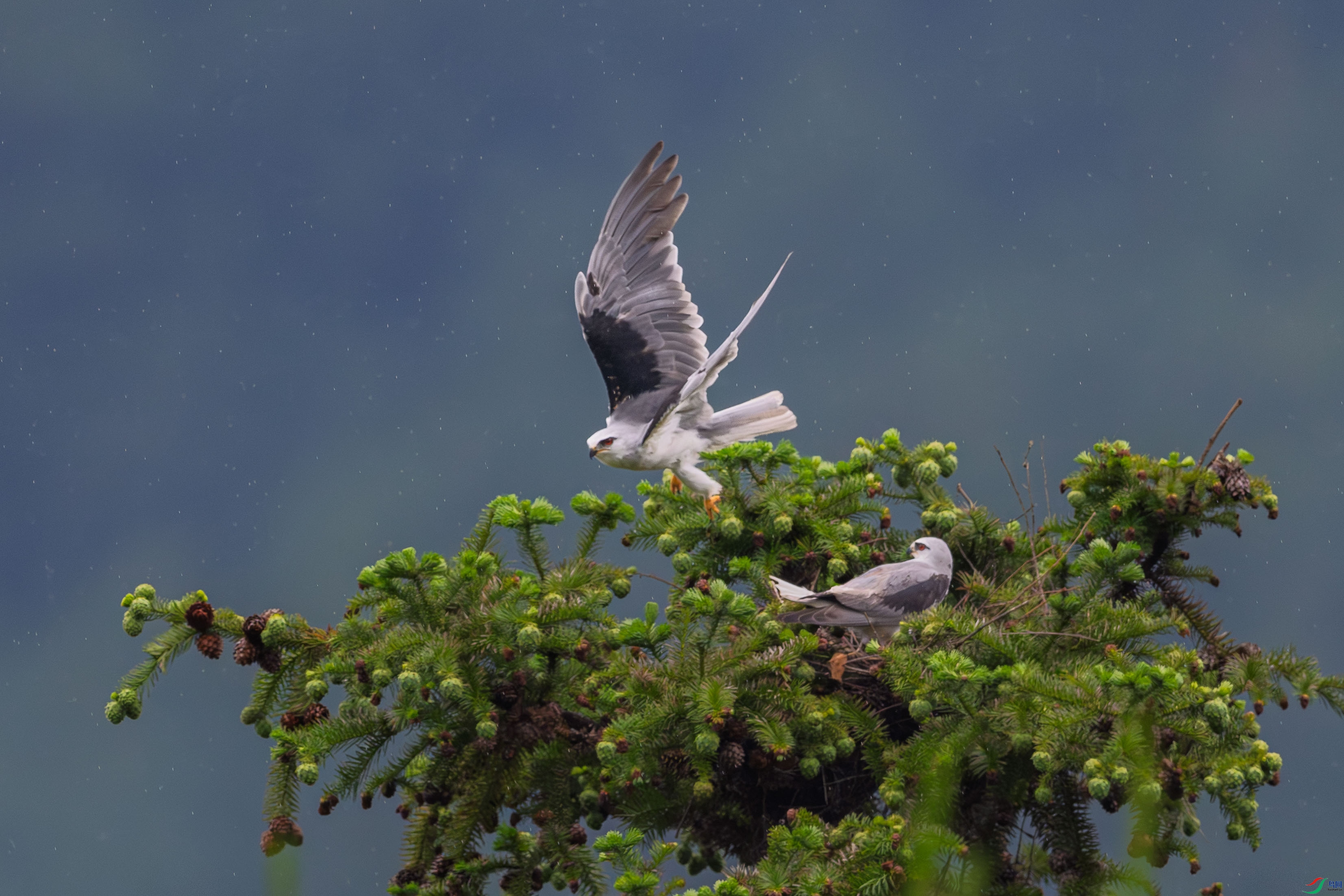 DSC_9576_1.JPG