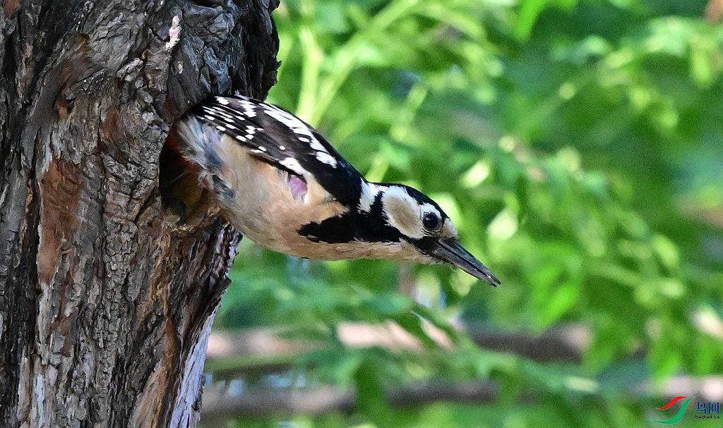 DSC_8613.JPG