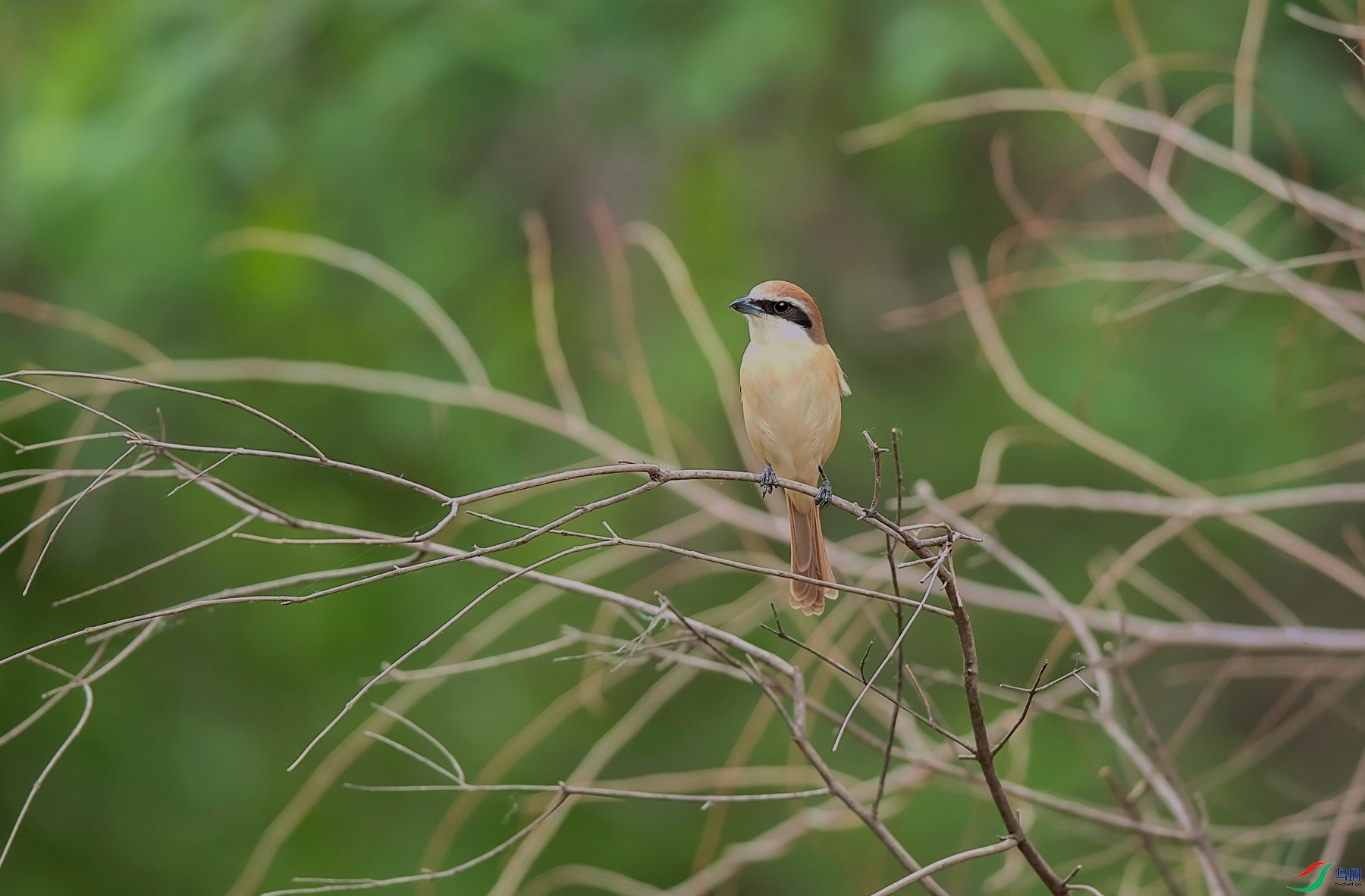 DSC_5956_����.jpg