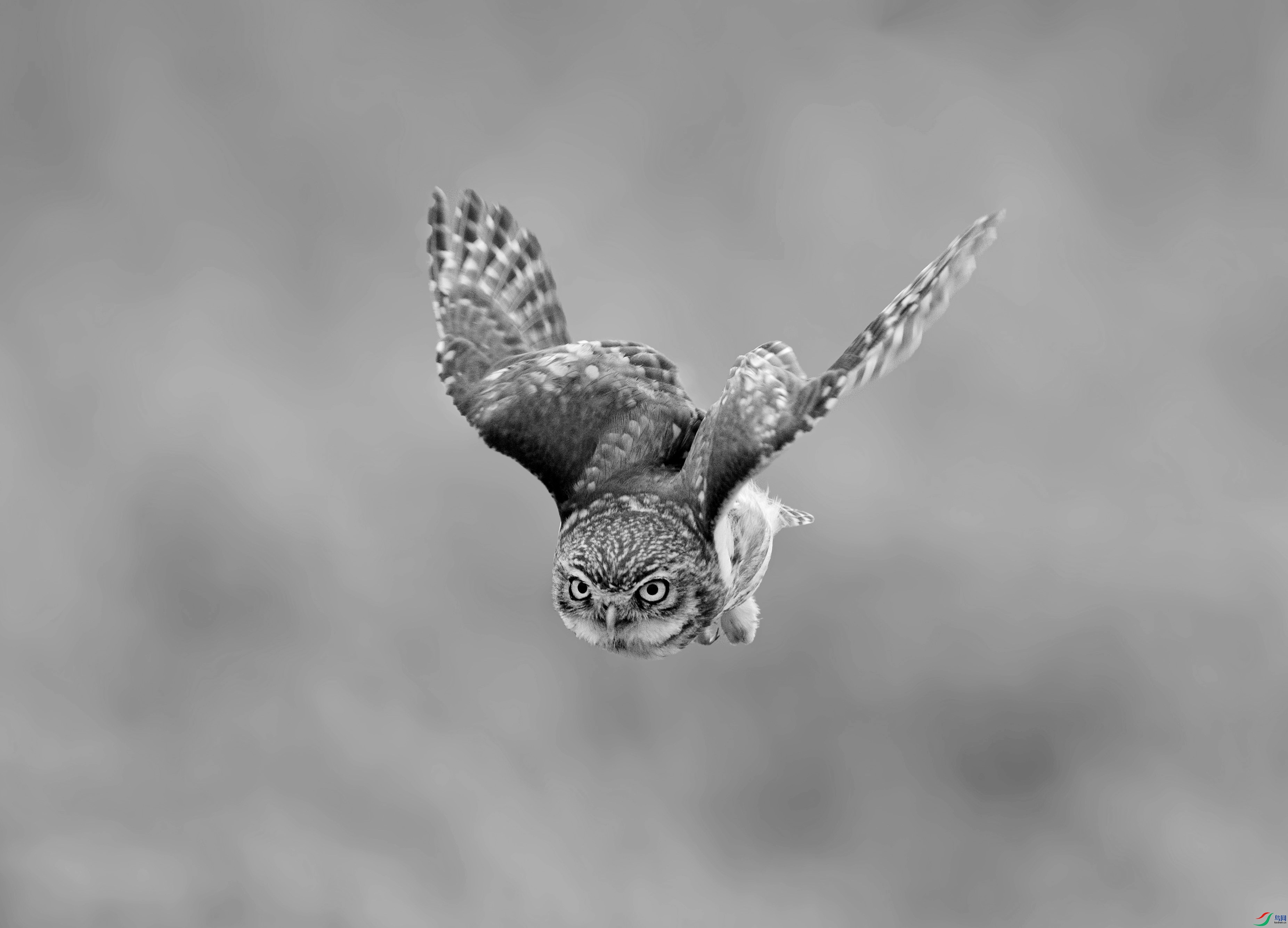 DSC08100 ����_����.jpg