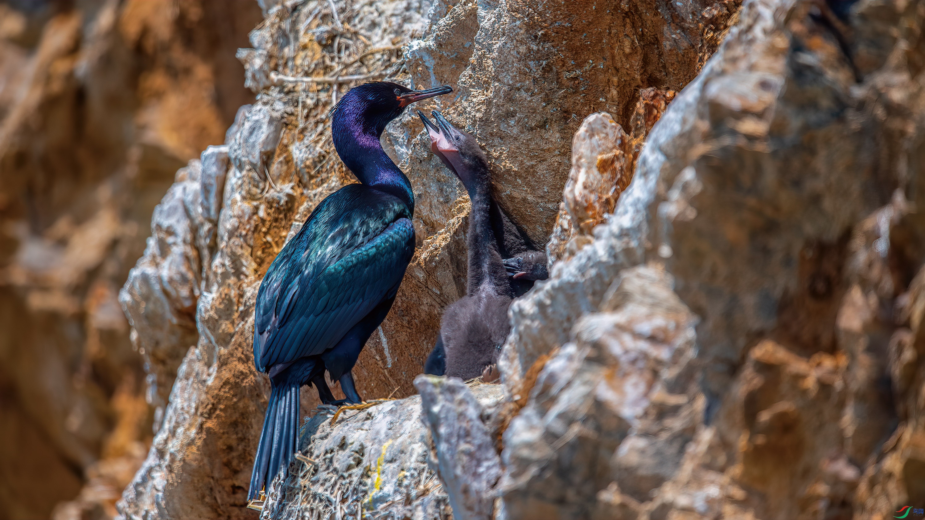 DSC_6777-����ǿ-NR.jpg