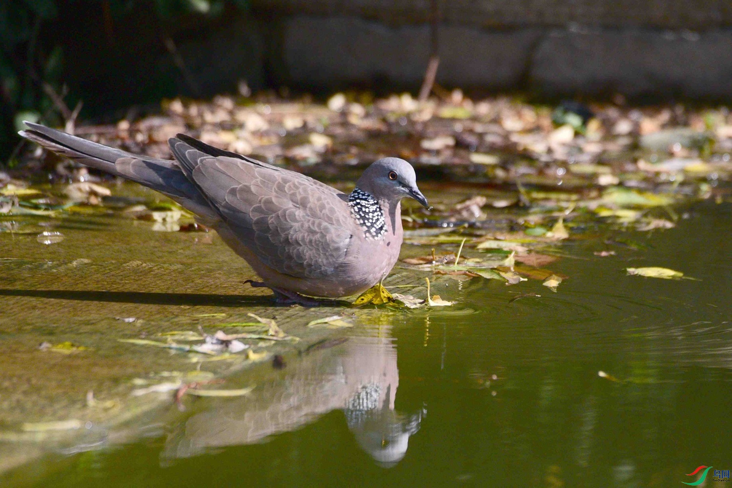 DSC_8484.JPG
