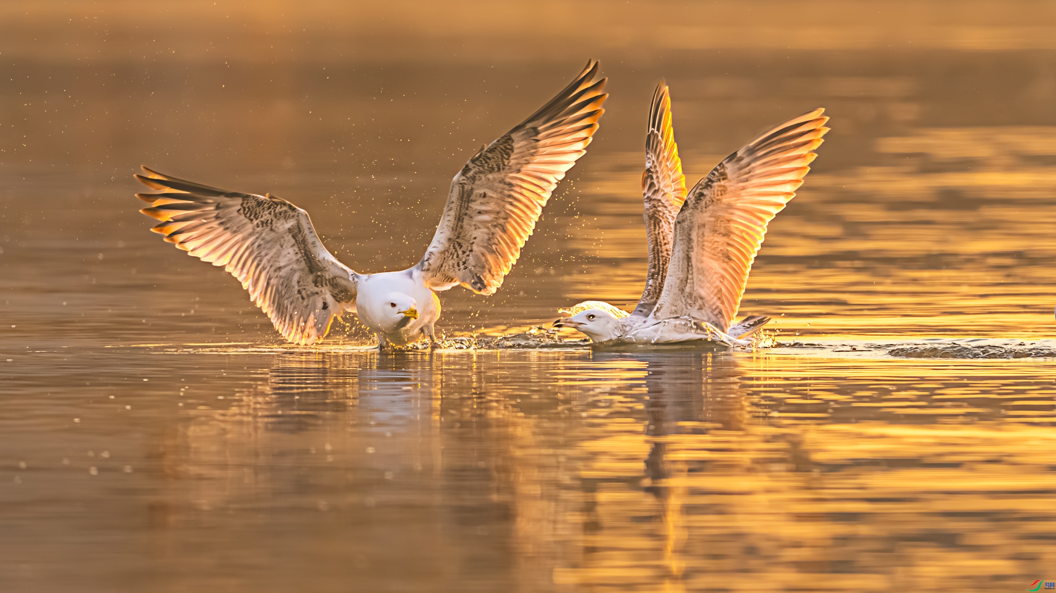 ������  ���� ������ͷ �ܶ�.jpg