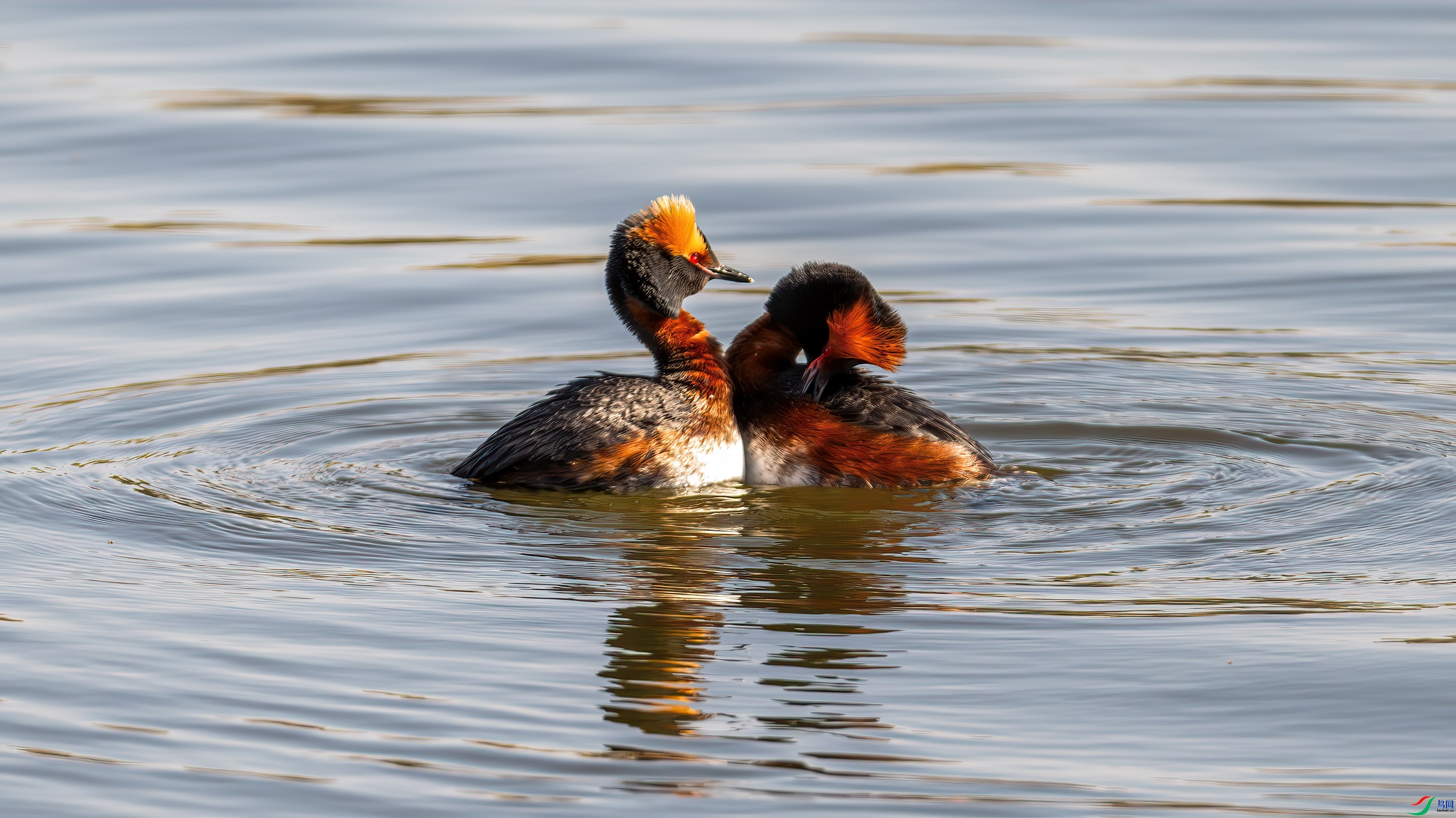 ���G�fʾ��  ���� ��ѧ�� �ܶ�.jpg