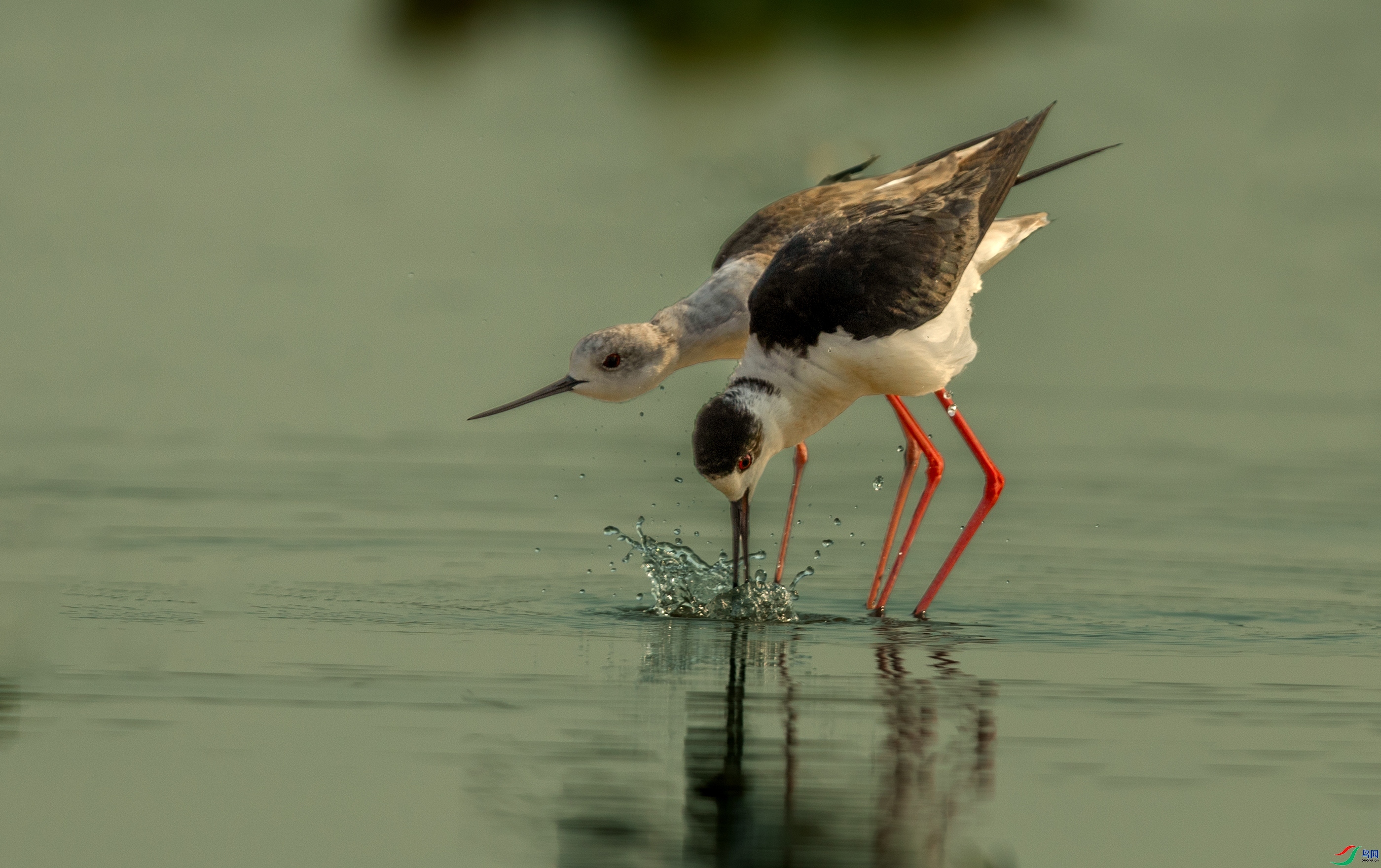 �ڳ᳤���ֵİ�����Ҫ��ʽ��  ���� һ·���� �ܶ�.jpg