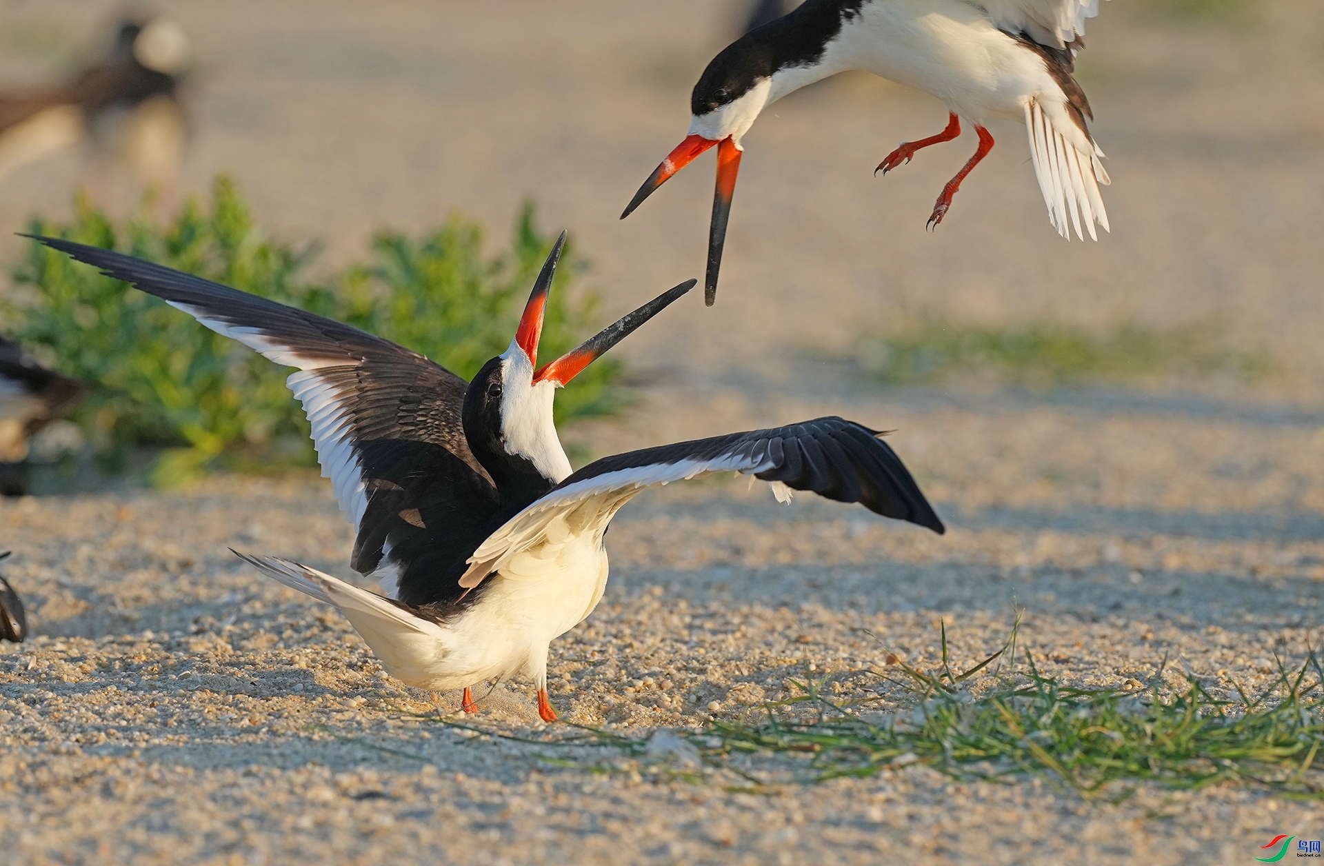 ����������  ���� �������� �ܶ�.jpg