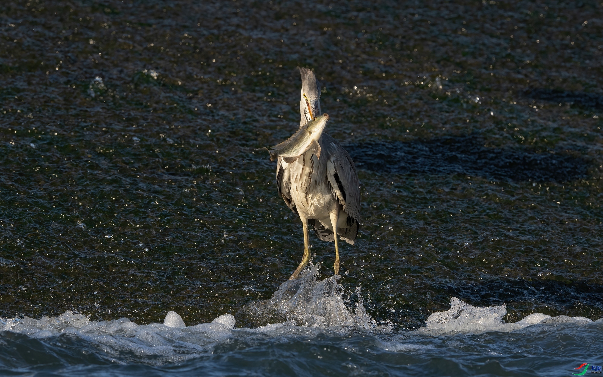 ��ʳ  ���� �ϫ ����.jpg