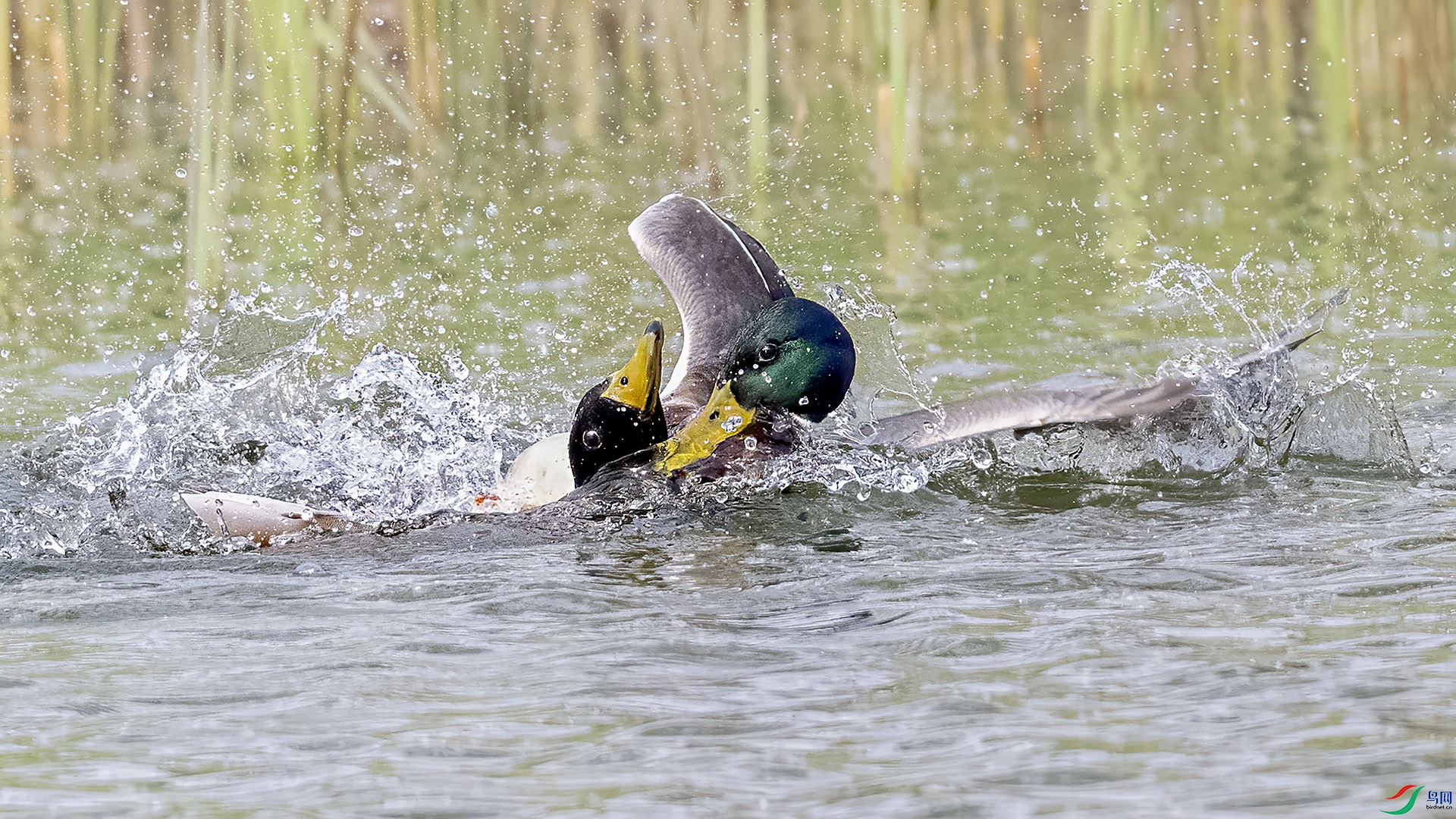 DSC_9538-.jpg