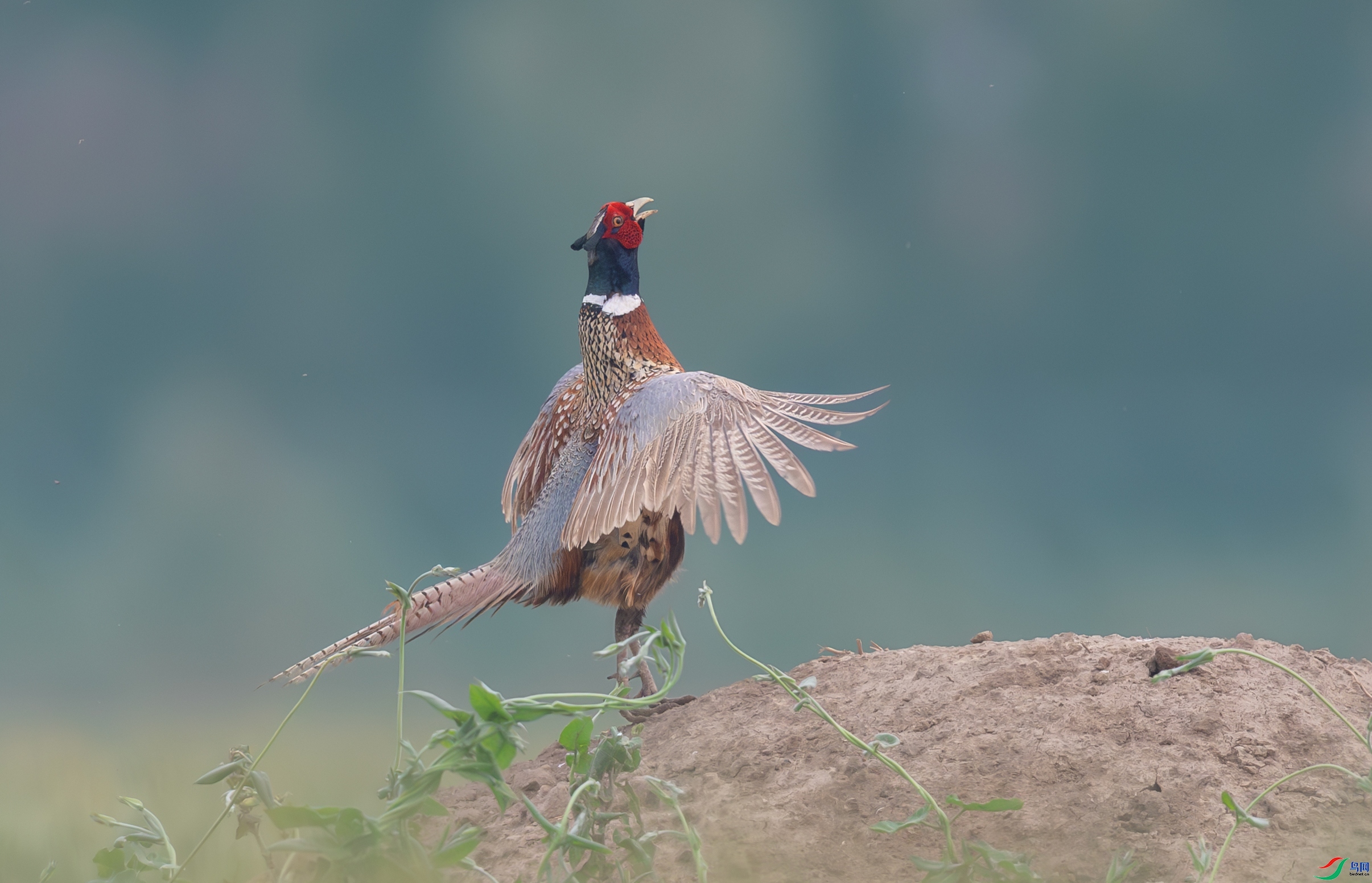 �󹫼�����  ���� һ·���� ����.jpg