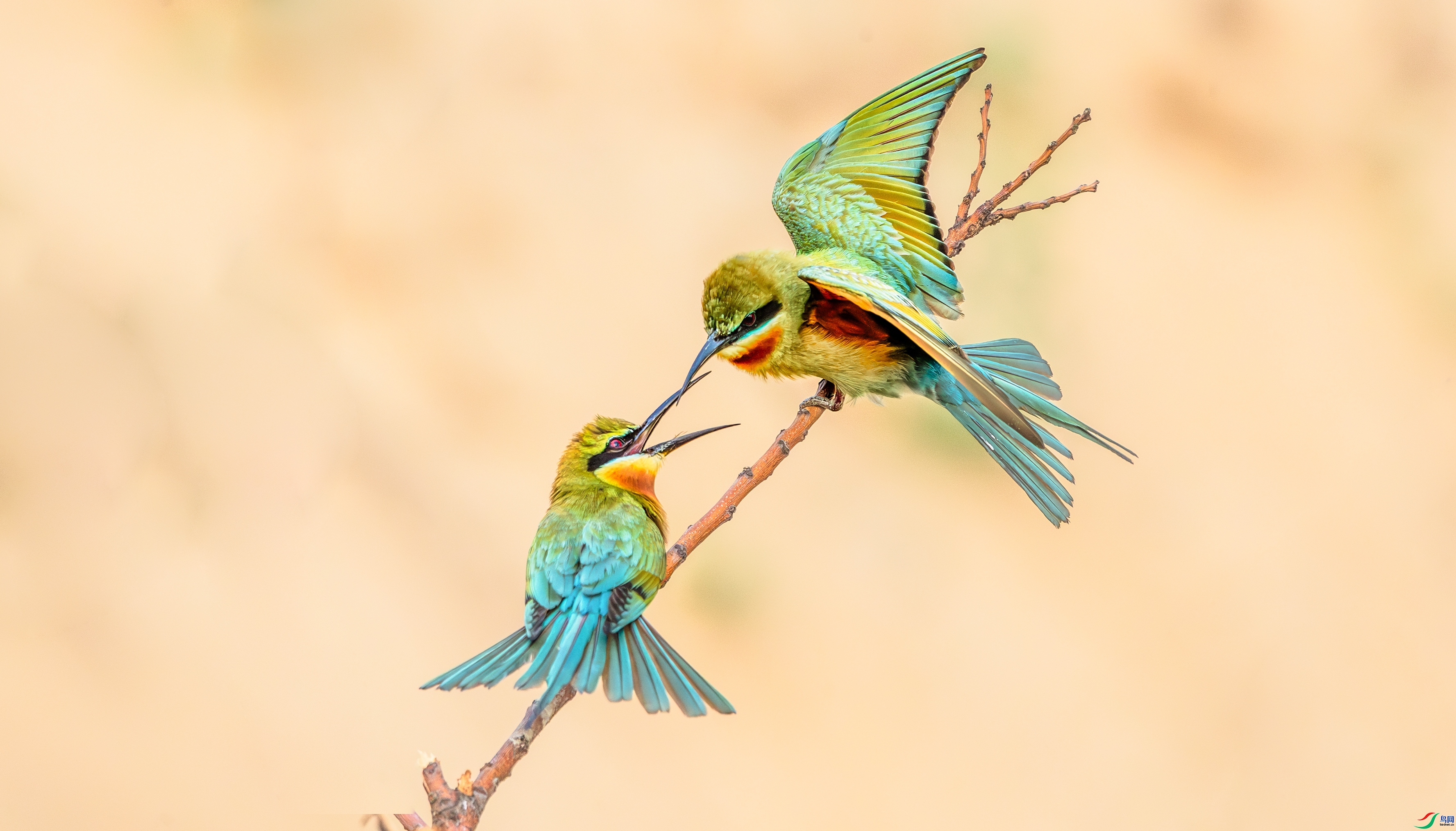 ˫��֮�� ���� ����  ����.jpg