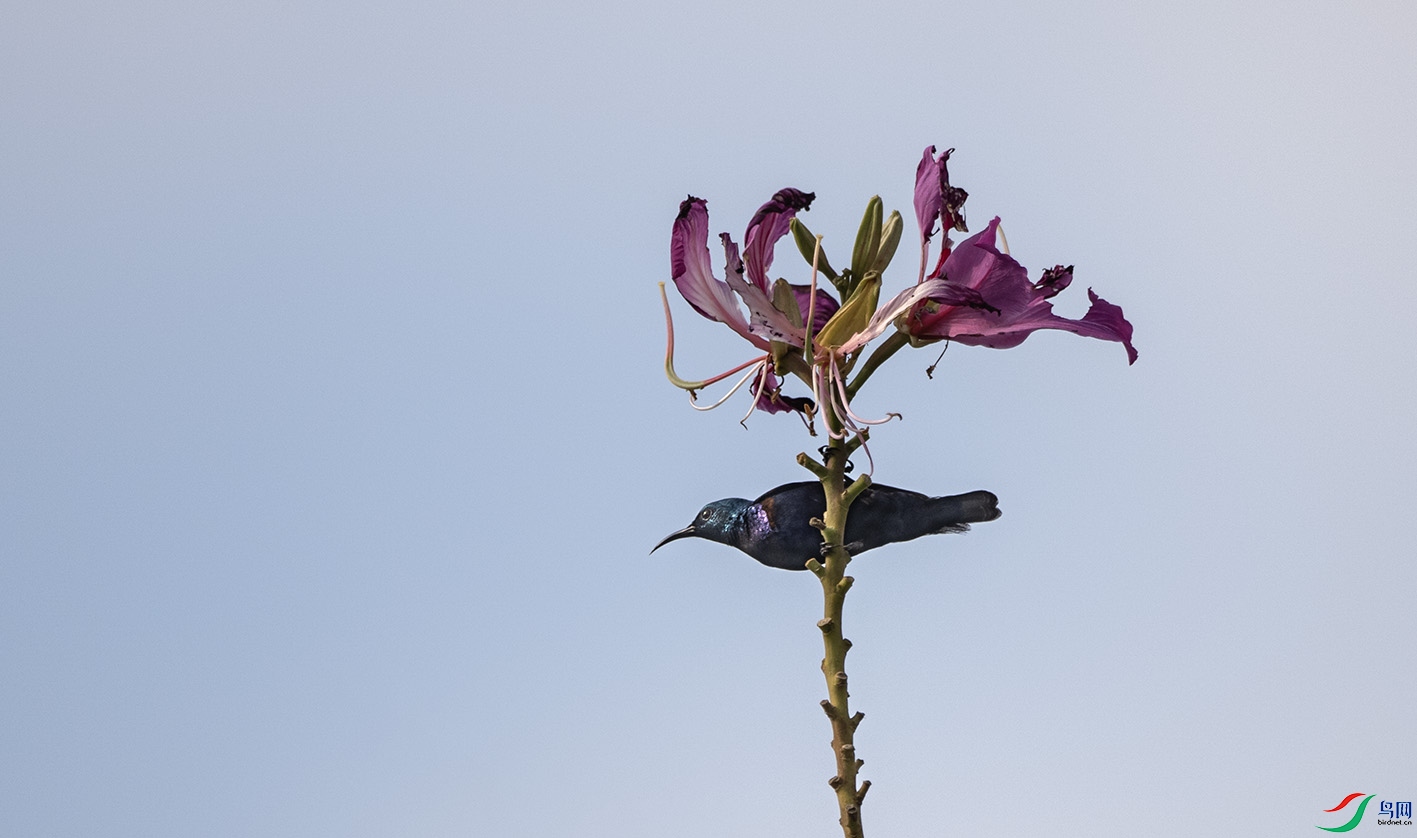 DSC_5468 ����.jpg