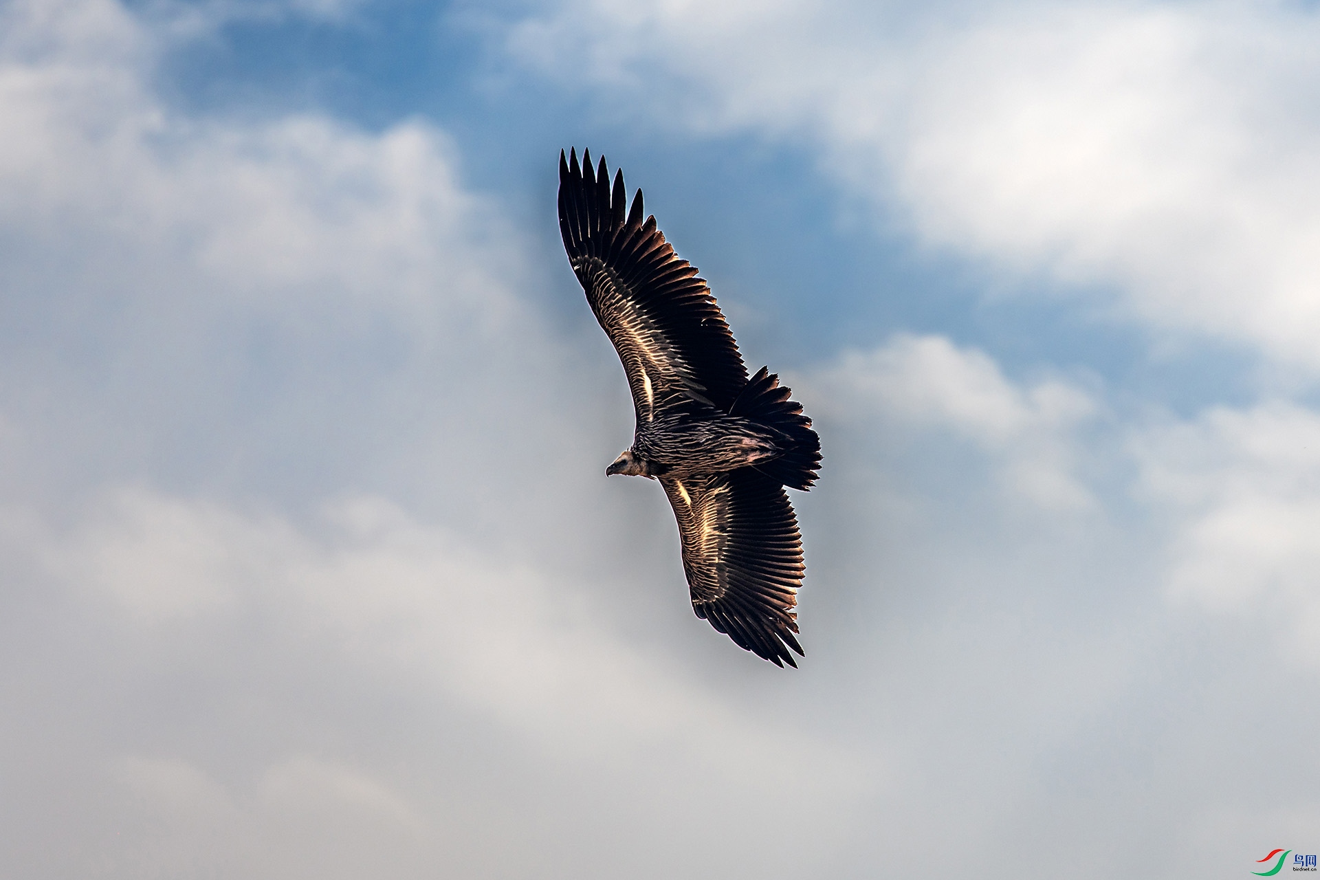 _AUU0836��ɽأ��(24.9.22).jpg