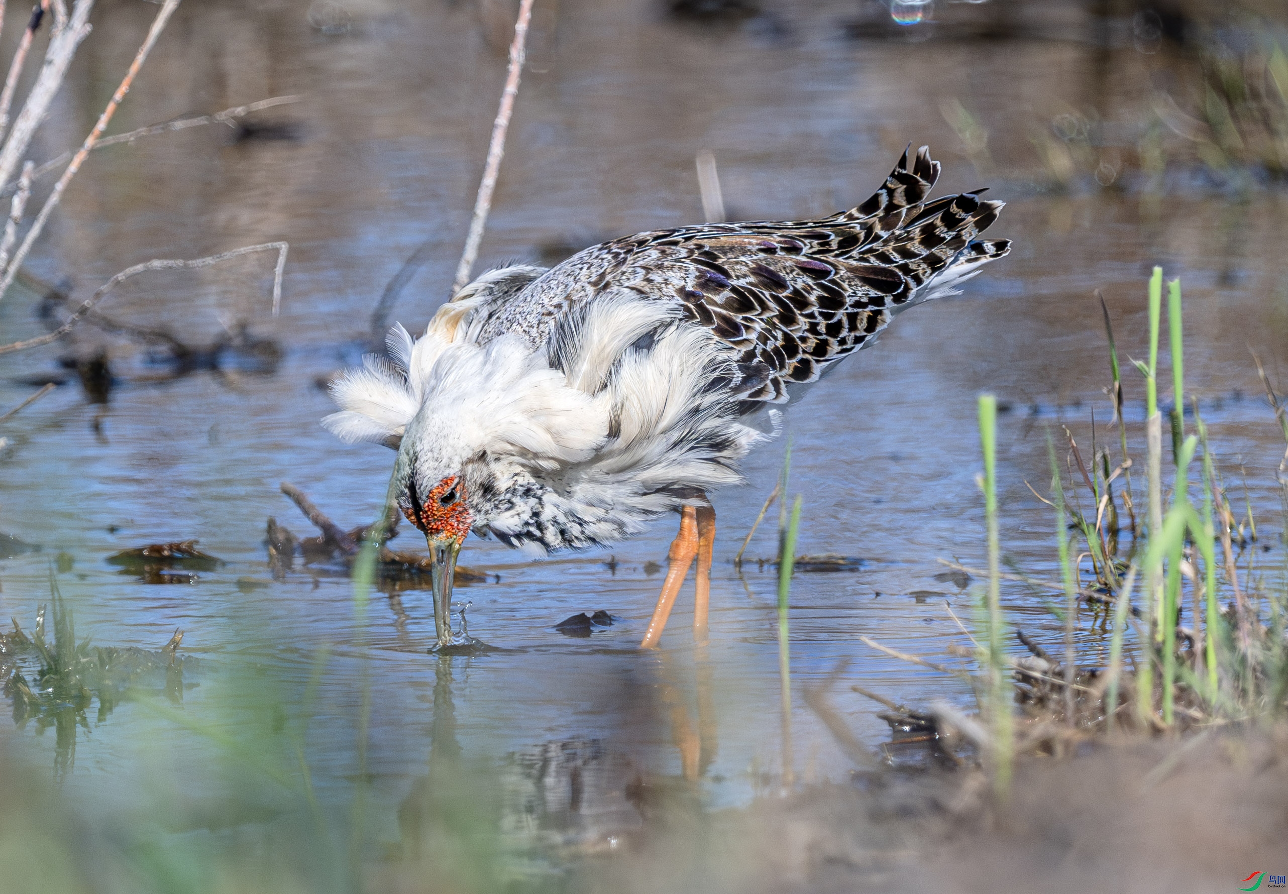 DSC_2953-����ǿ-NR ����.jpg