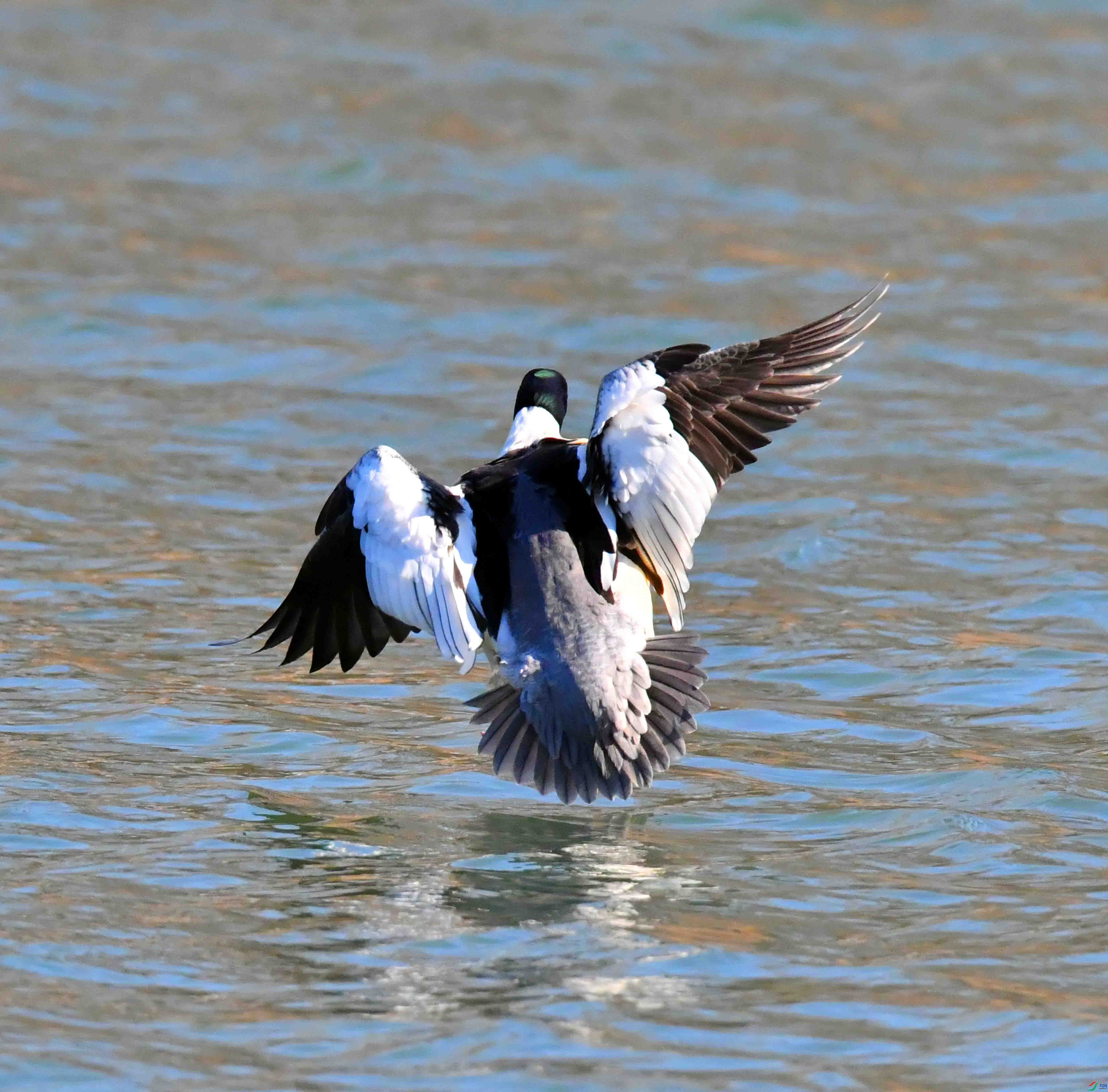 DSC_1855.JPG