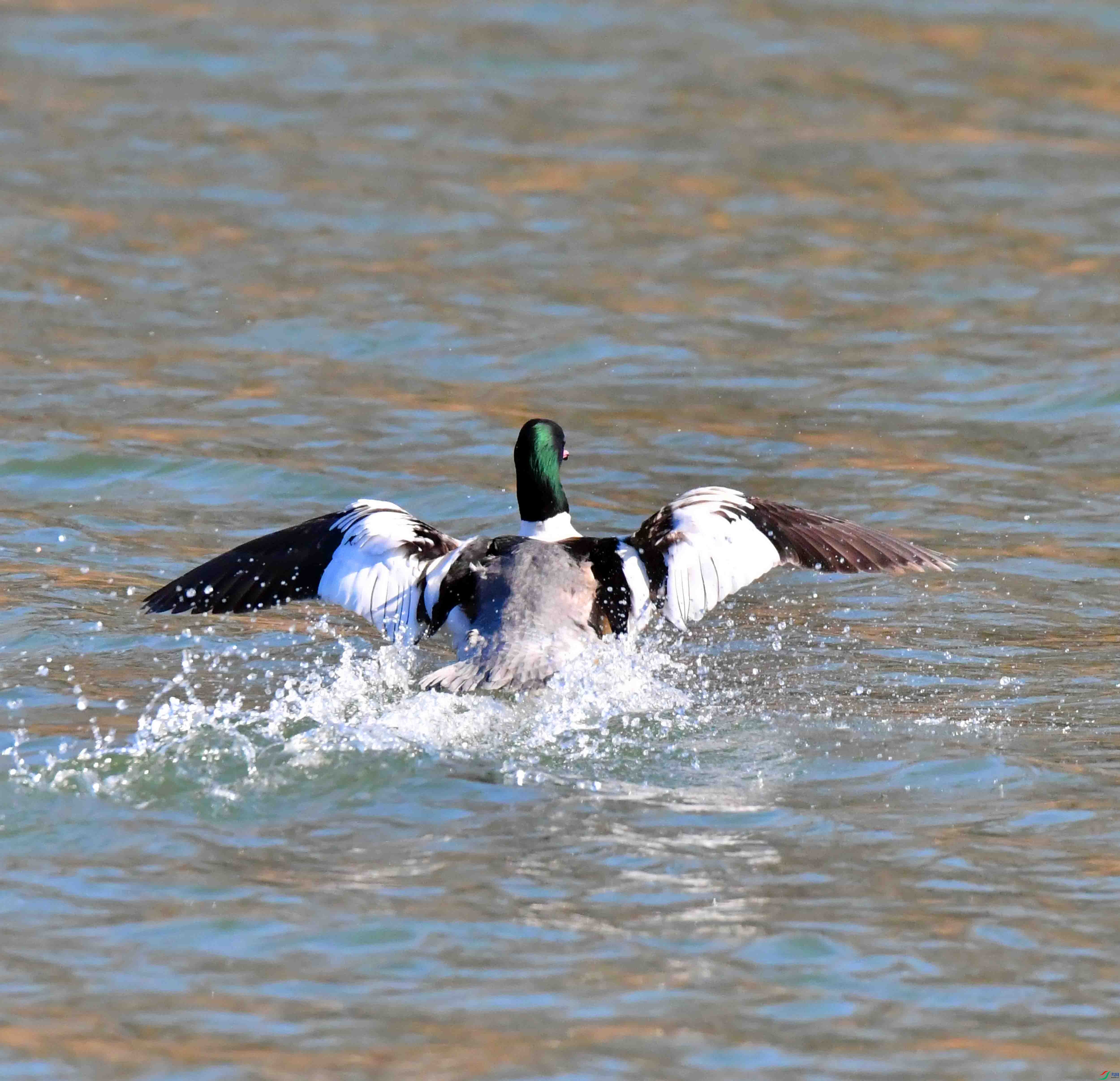 DSC_1858.JPG