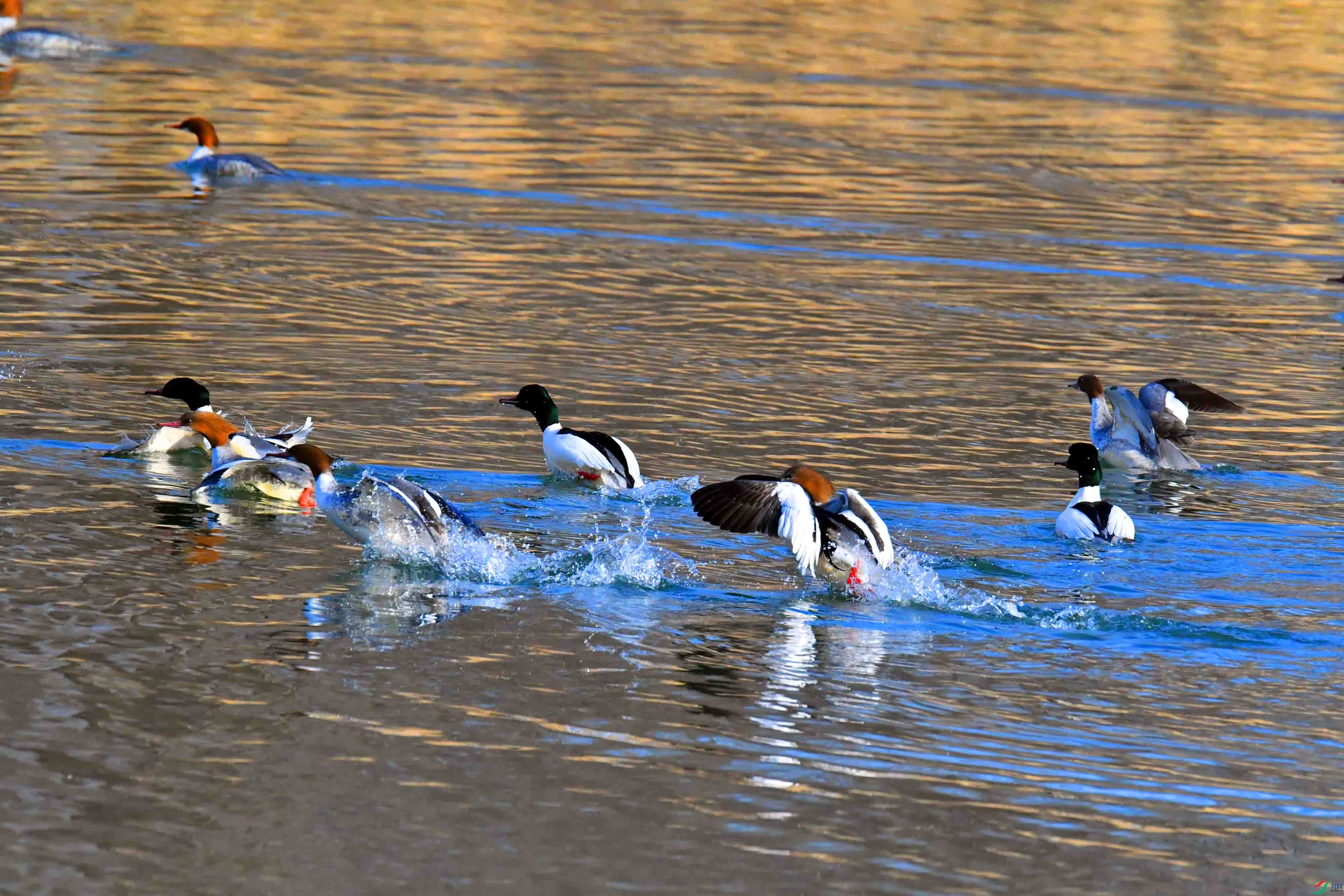 DSC_2353.JPG