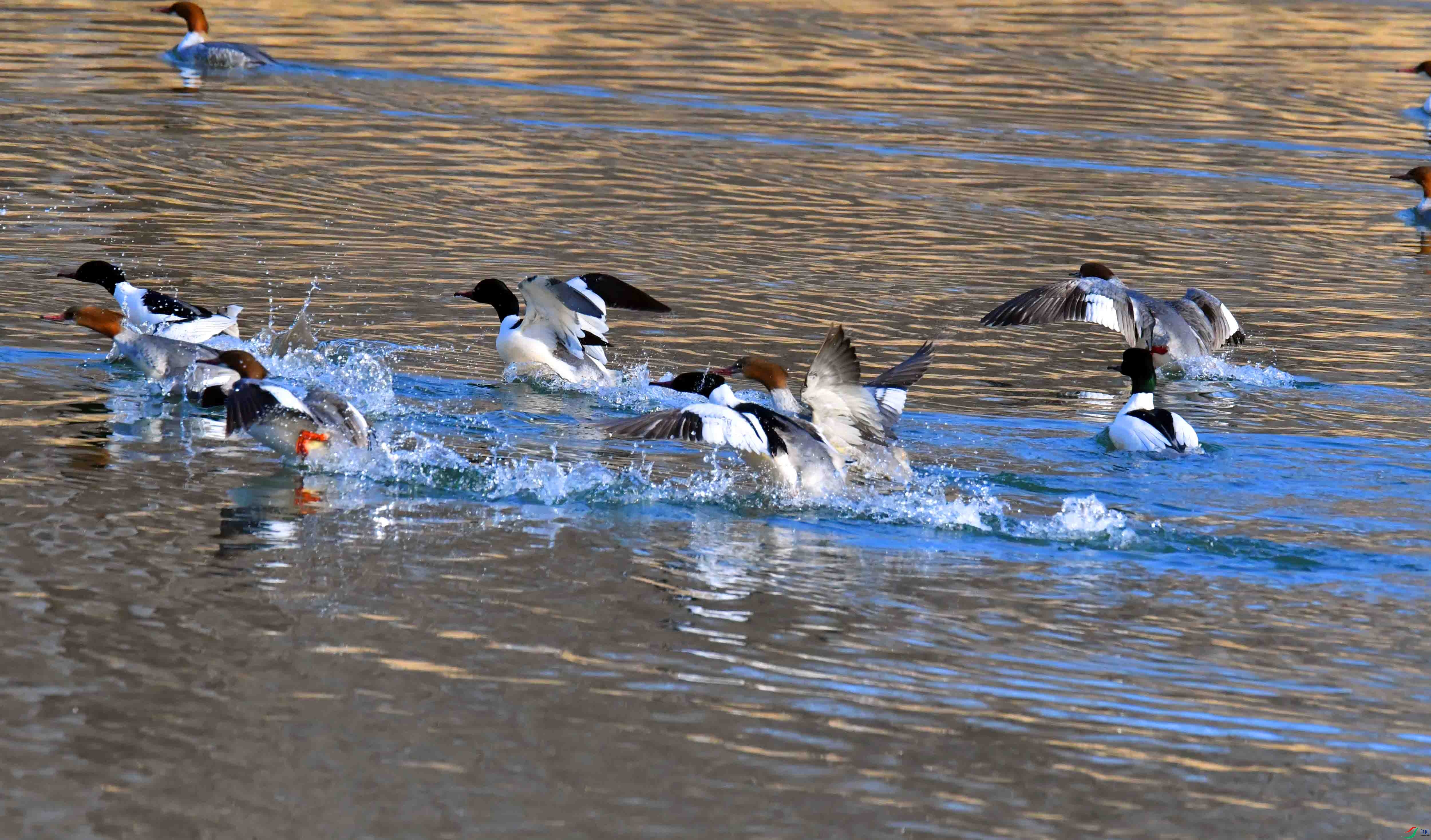 DSC_2354.JPG