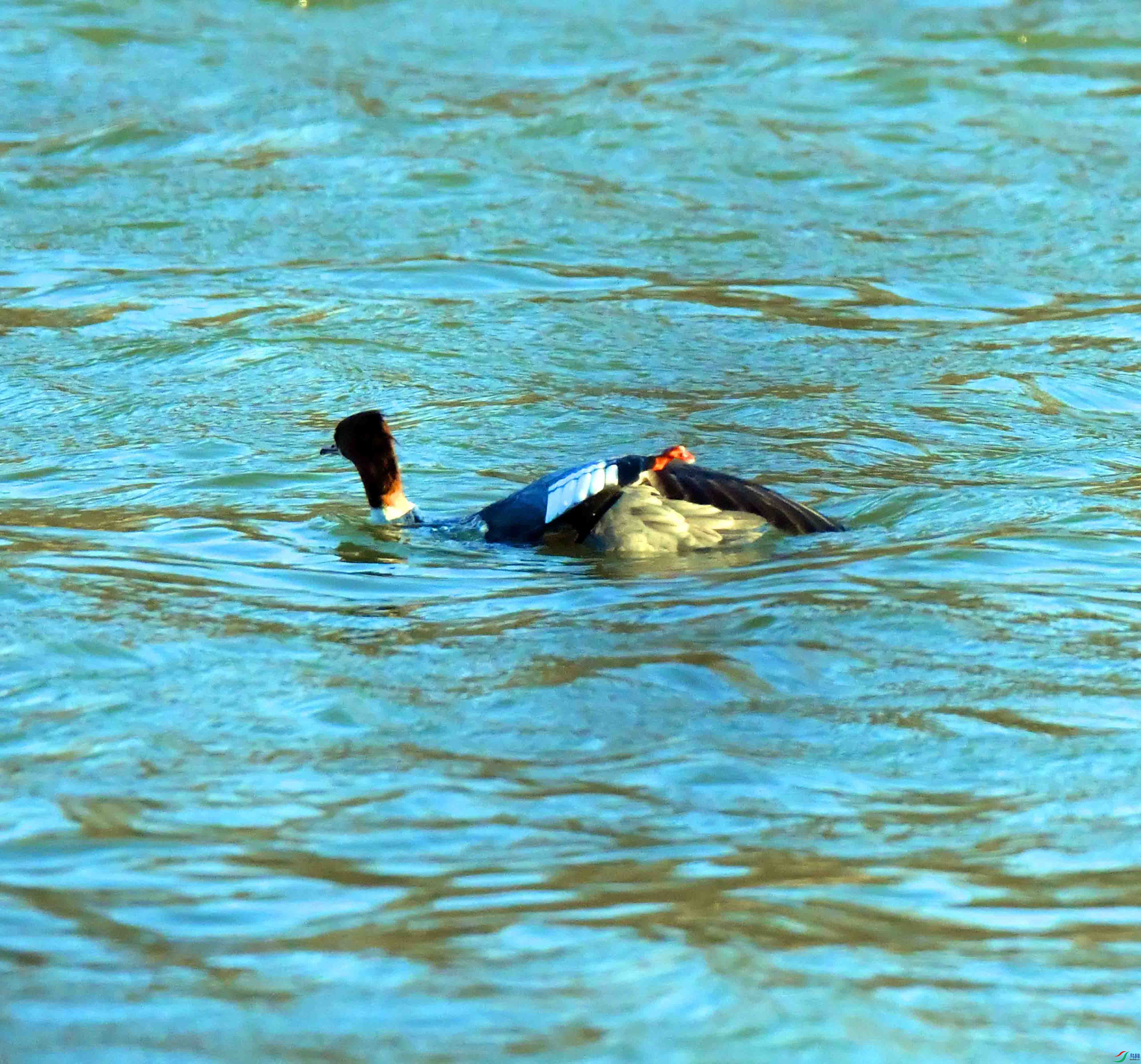 DSC_2423.JPG