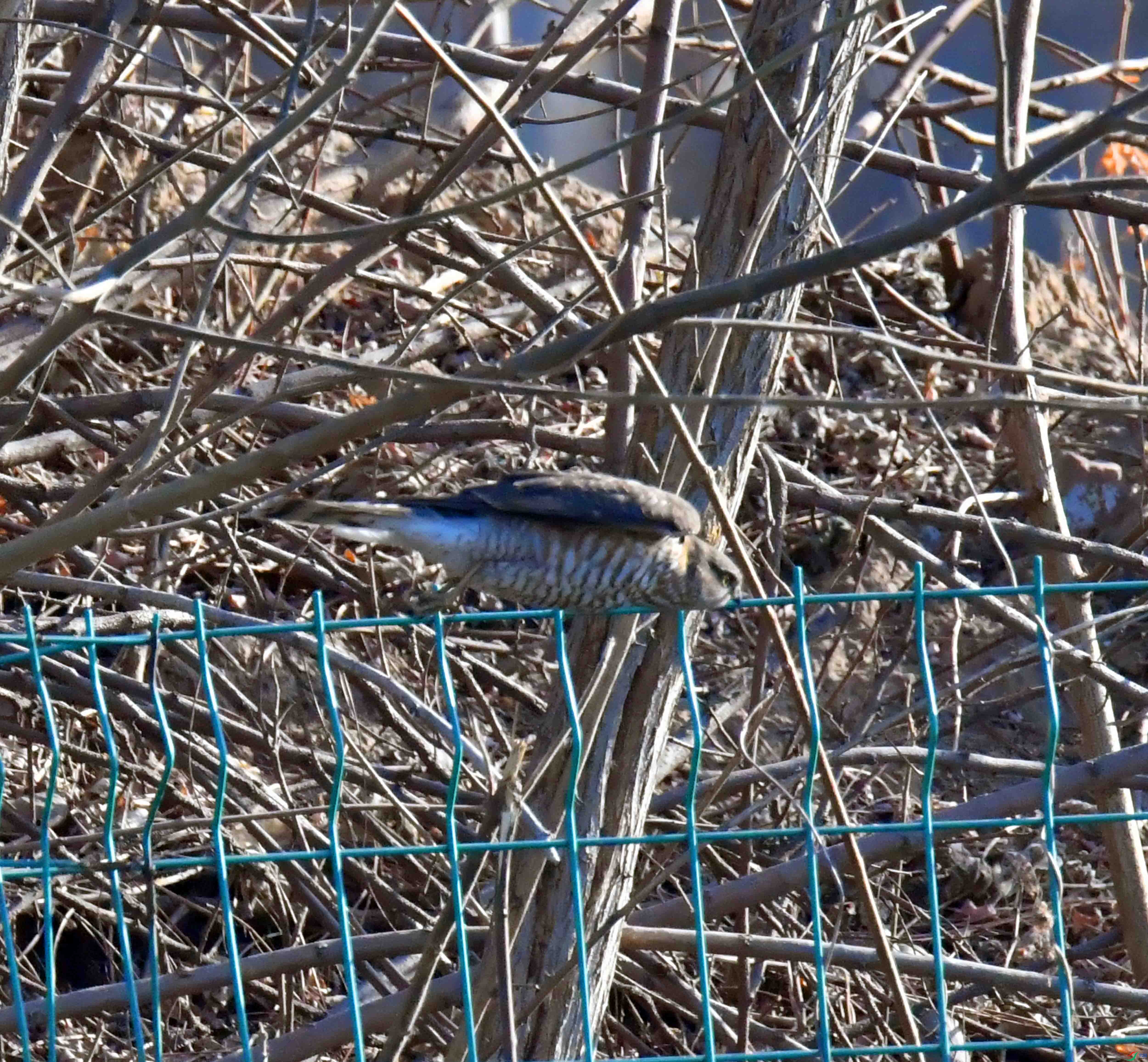 DSC_3516.JPG