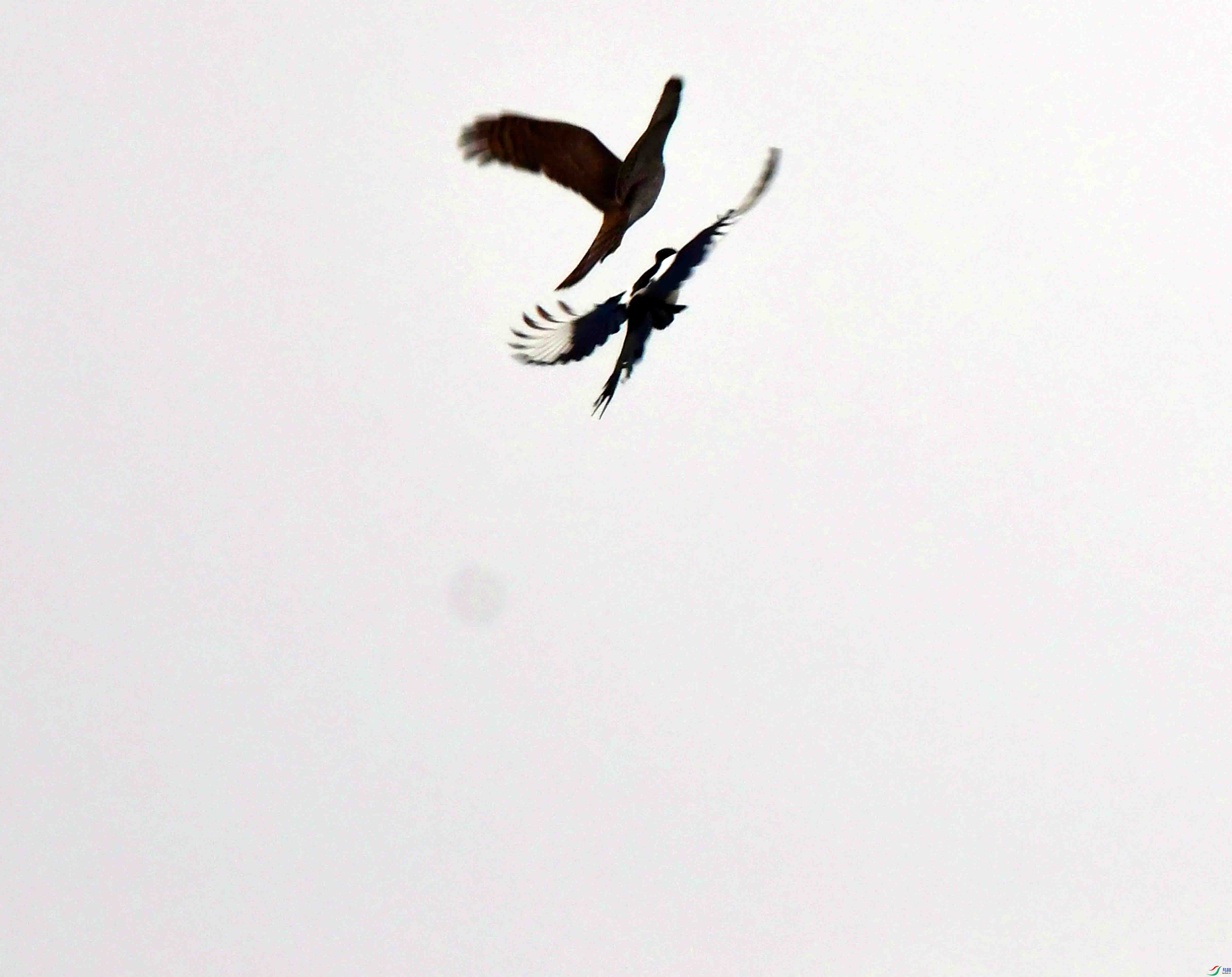 DSC_6665.JPG