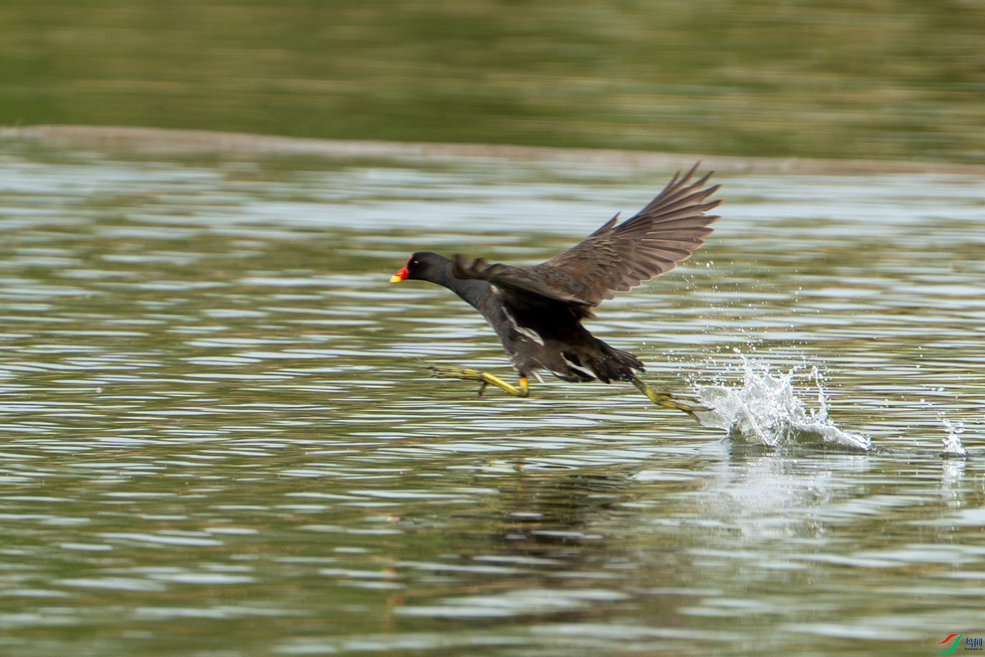 DSC05369-����ǿ-NR ����.jpg