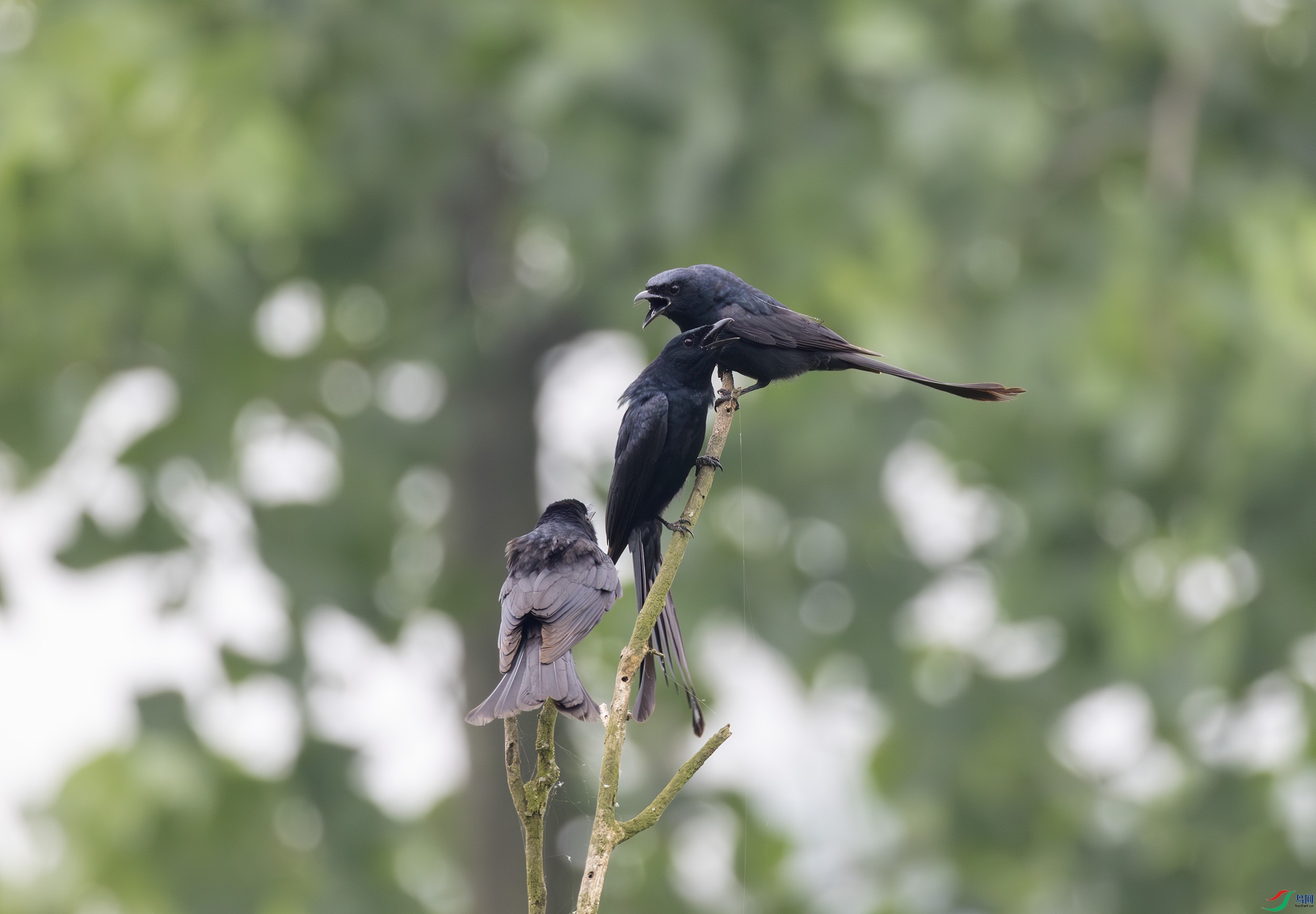 2I1A6594-����ǿ-NR ����.jpg