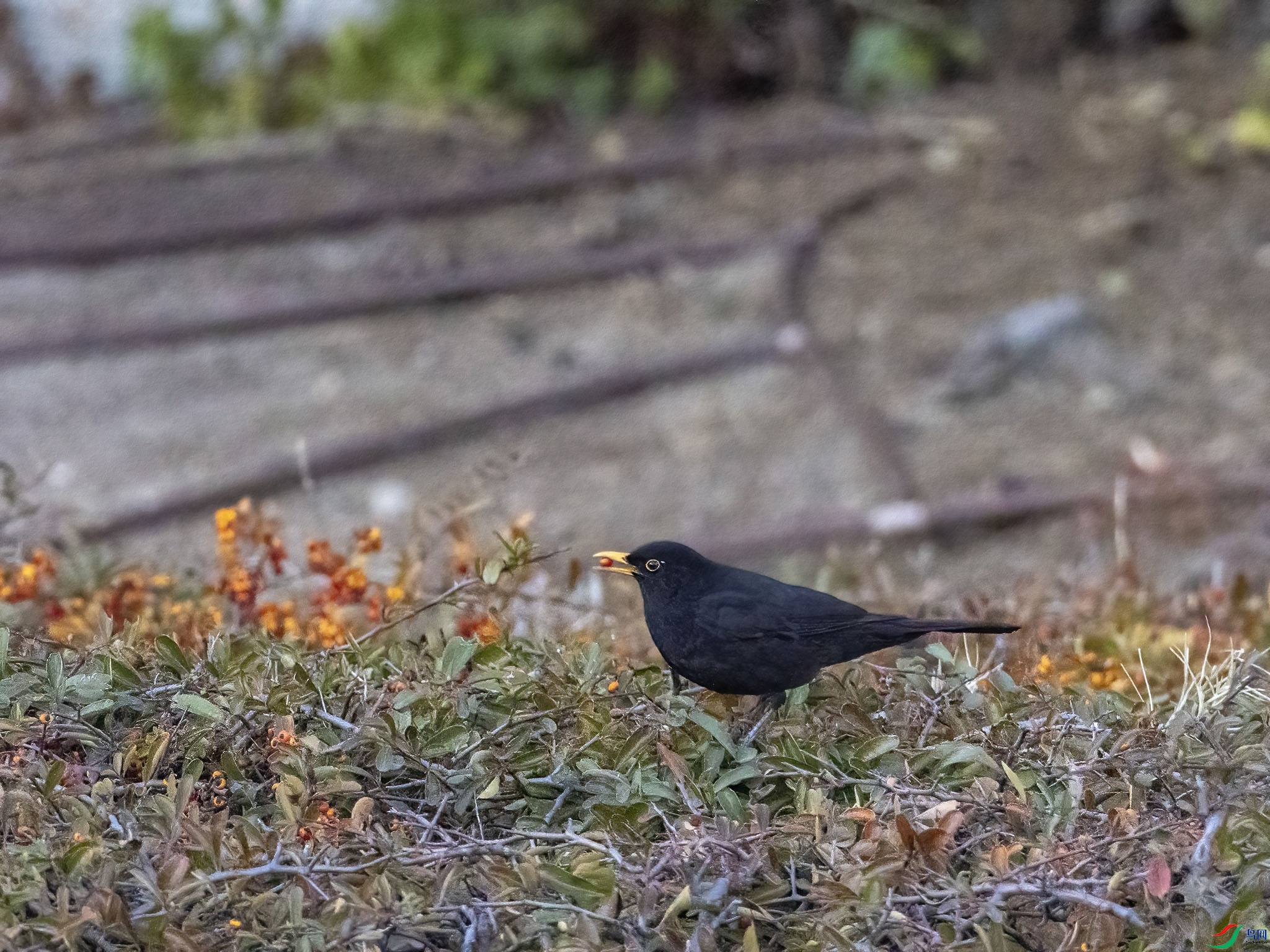 P1157741-DeNoiseAI-low-light.jpg