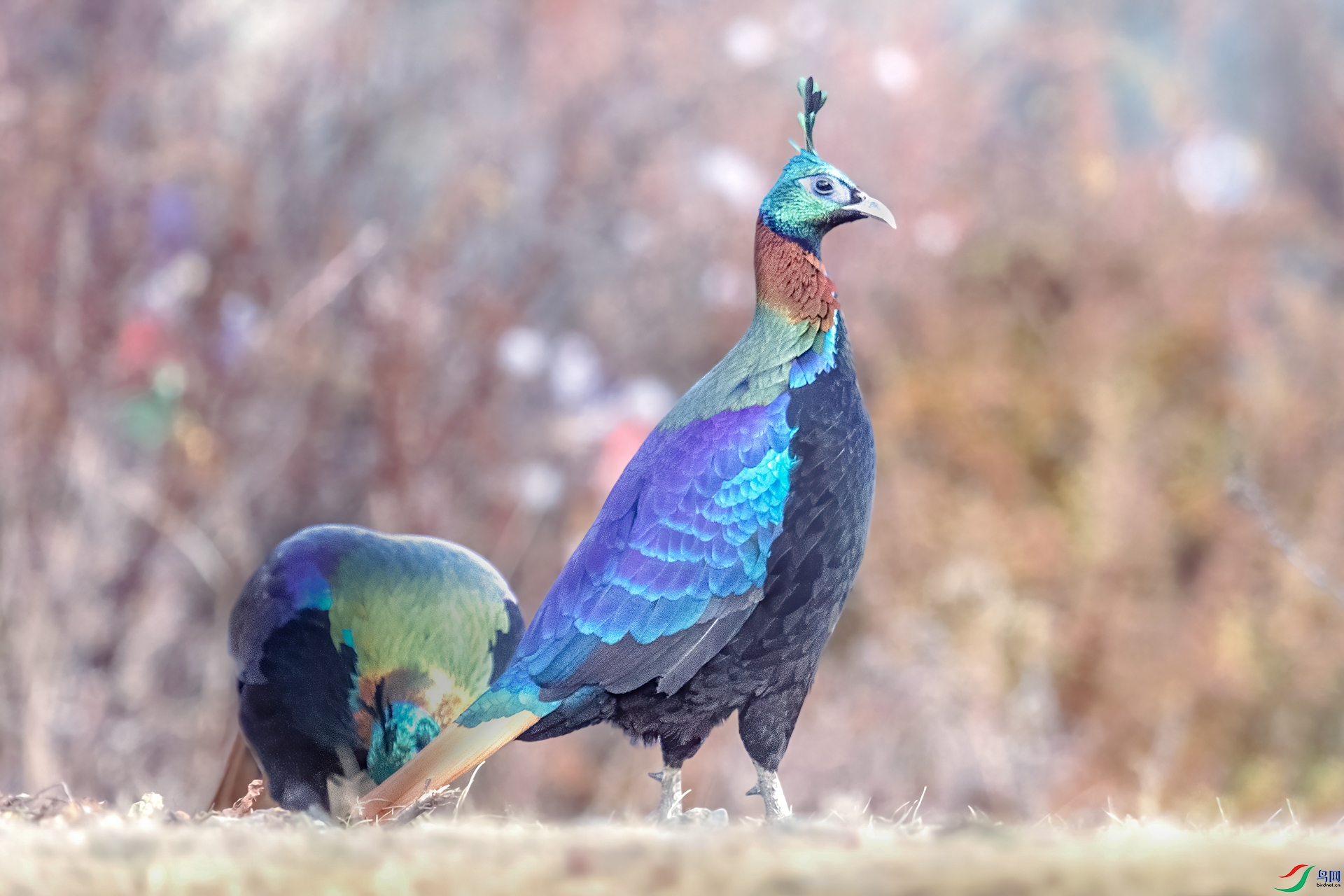��β����070A0326.jpg